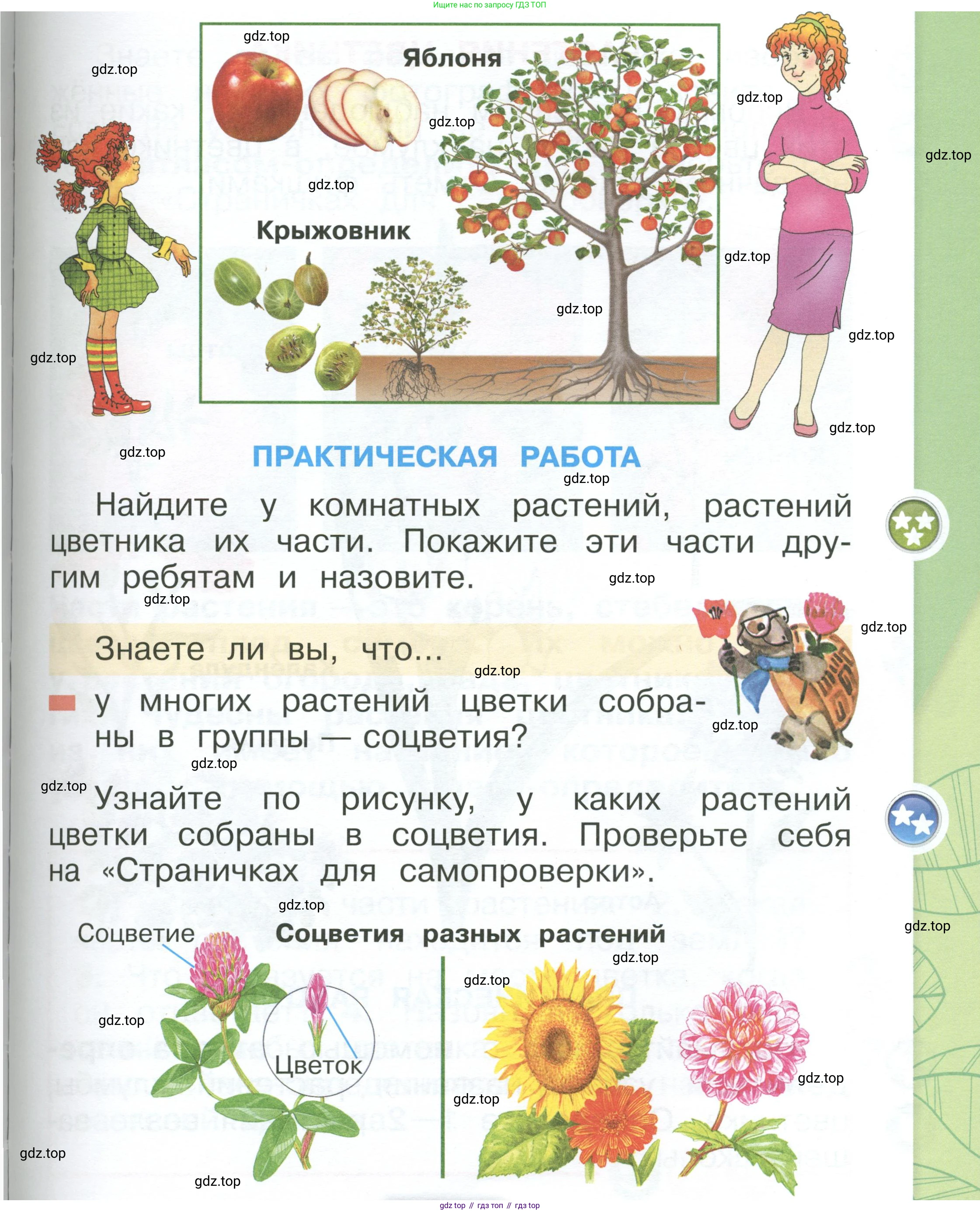 ГДЗ Окружающий мир, 1 класс Учебник, автор: Плешаков Андрей Анатольевич, издательство Просвещение, Москва, 2022, белого цвета, Часть 1, страница 95, Условие