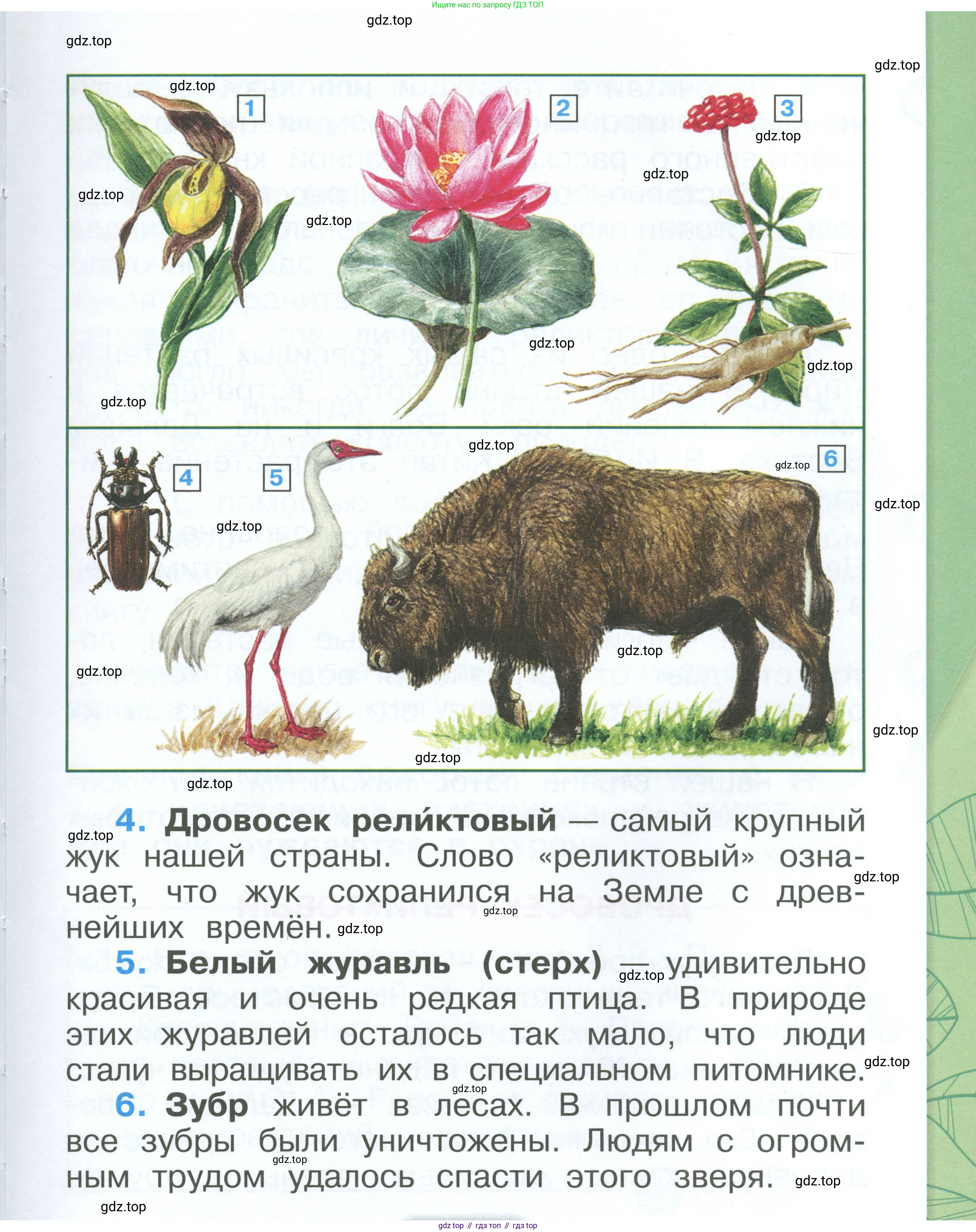 ГДЗ Окружающий мир, 1 класс Учебник, автор: Плешаков Андрей Анатольевич, издательство Просвещение, Москва, 2022, белого цвета, Часть 2, страница 13, Условие