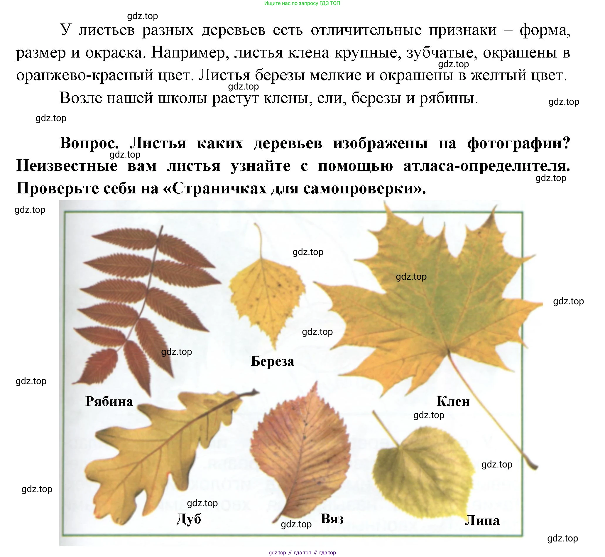 ГДЗ Окружающий мир, 1 класс Учебник, автор: Плешаков Андрей Анатольевич, издательство Просвещение, Москва, 2022, белого цвета, Часть 1, страница 65, Решение (продолжение 2)