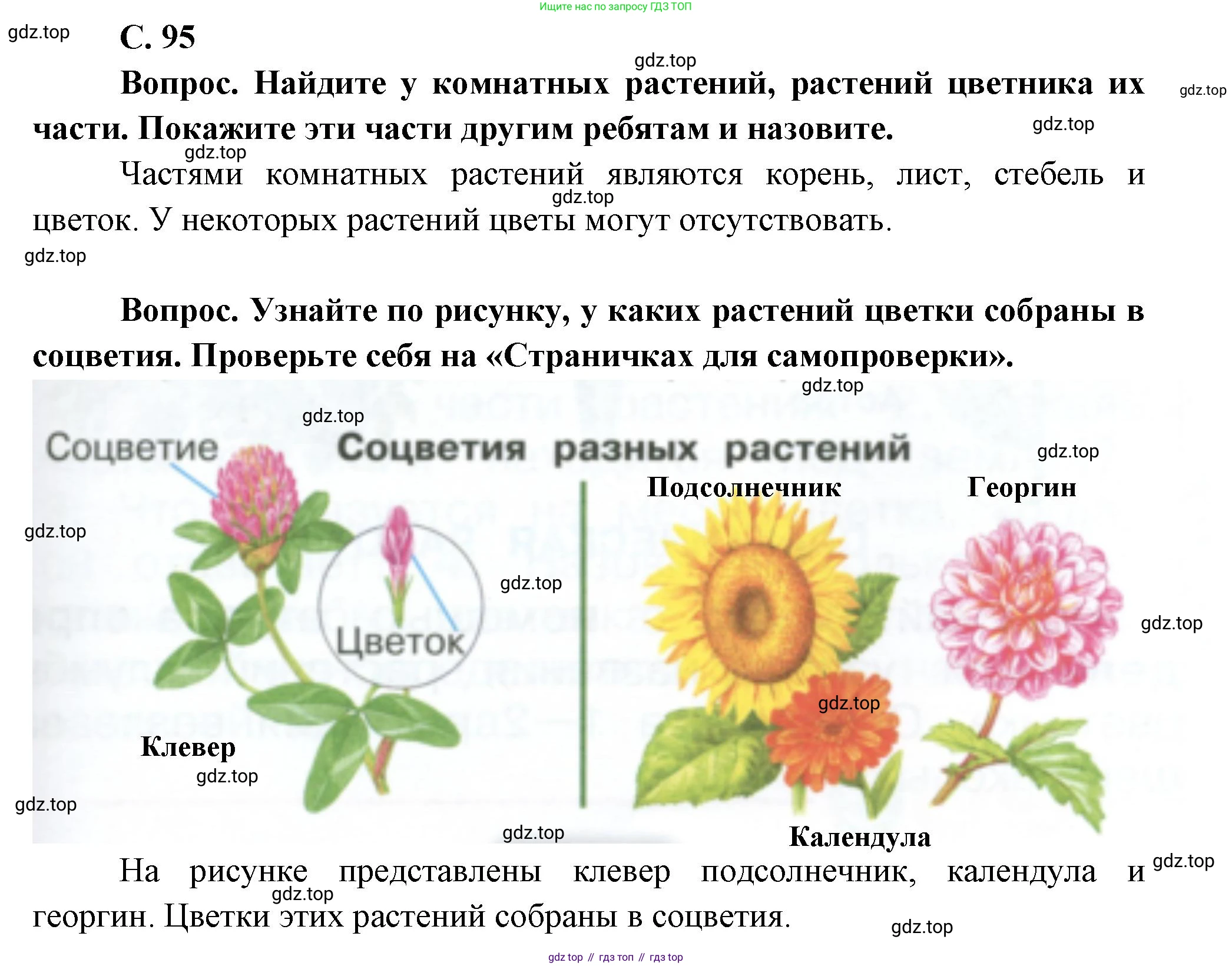 ГДЗ Окружающий мир, 1 класс Учебник, автор: Плешаков Андрей Анатольевич, издательство Просвещение, Москва, 2022, белого цвета, Часть 1, страница 95, Решение