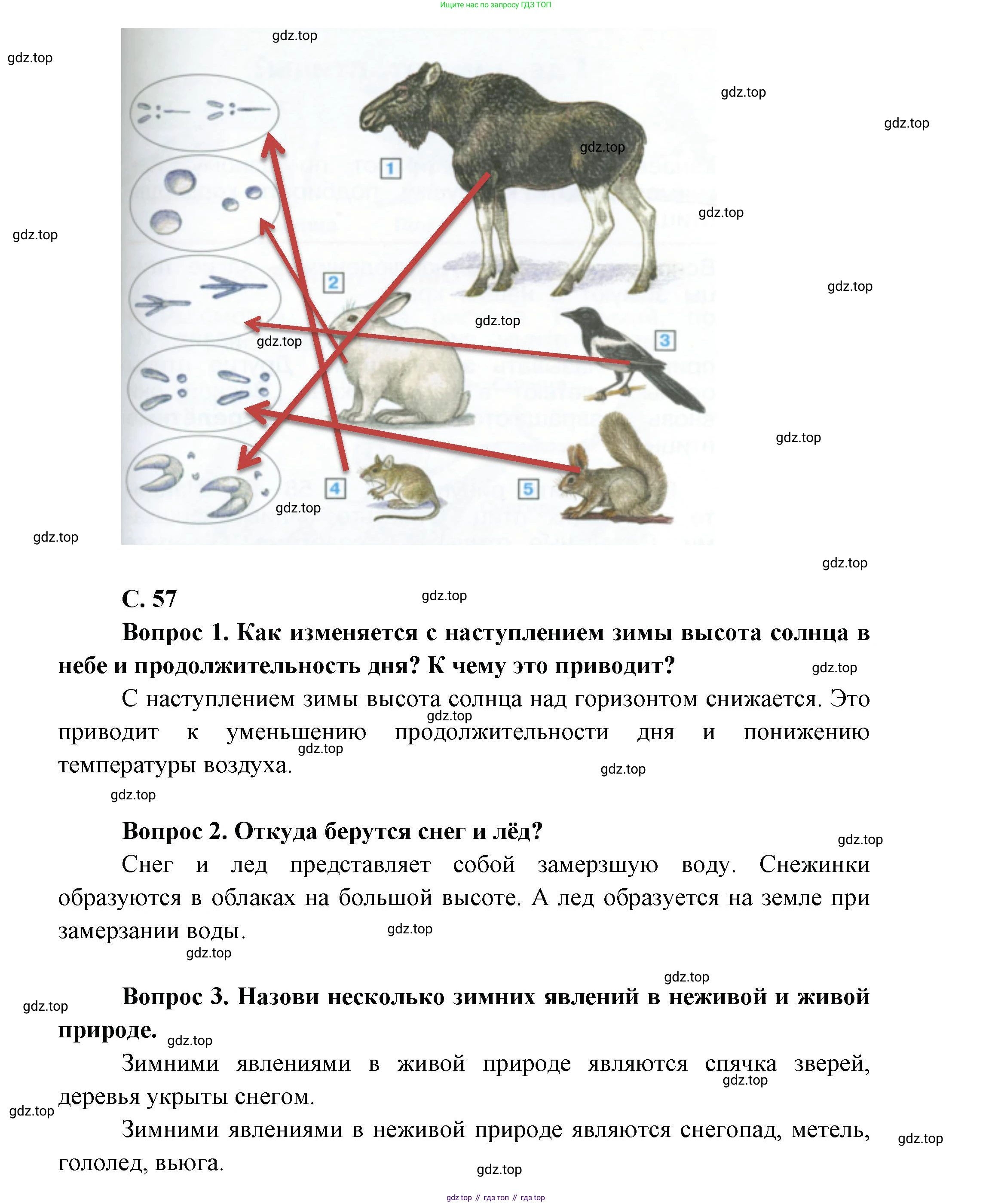 ГДЗ Окружающий мир, 1 класс Учебник, автор: Плешаков Андрей Анатольевич, издательство Просвещение, Москва, 2022, белого цвета, Часть 2, страница 57, Решение