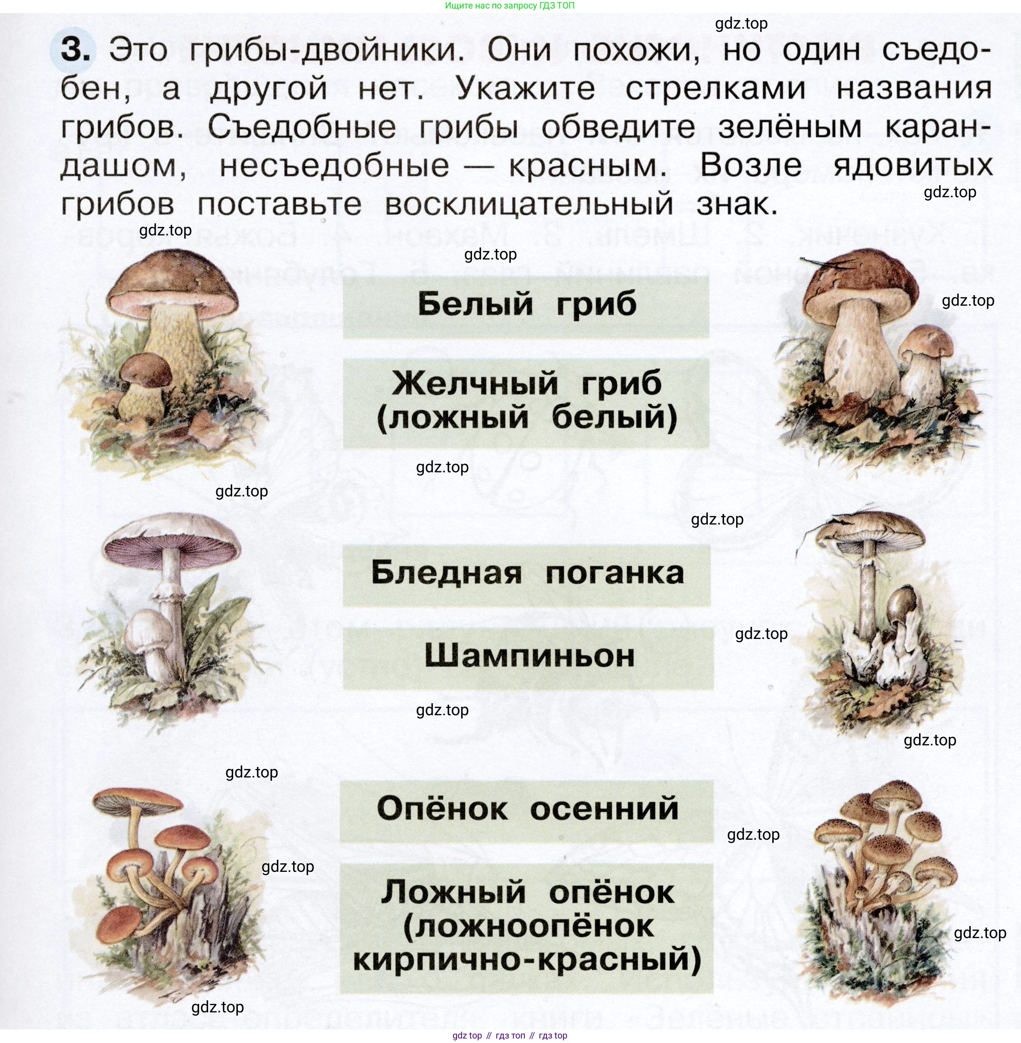 Окружающий мир, 2 класс рабочая тетрадь, авторы: Плешаков Андрей Анатольевич, Новицкая Марина Юрьевна, издательство Просвещение, Москва, 2019, белого цвета, Часть 1, страница 53, номер 3, Условие