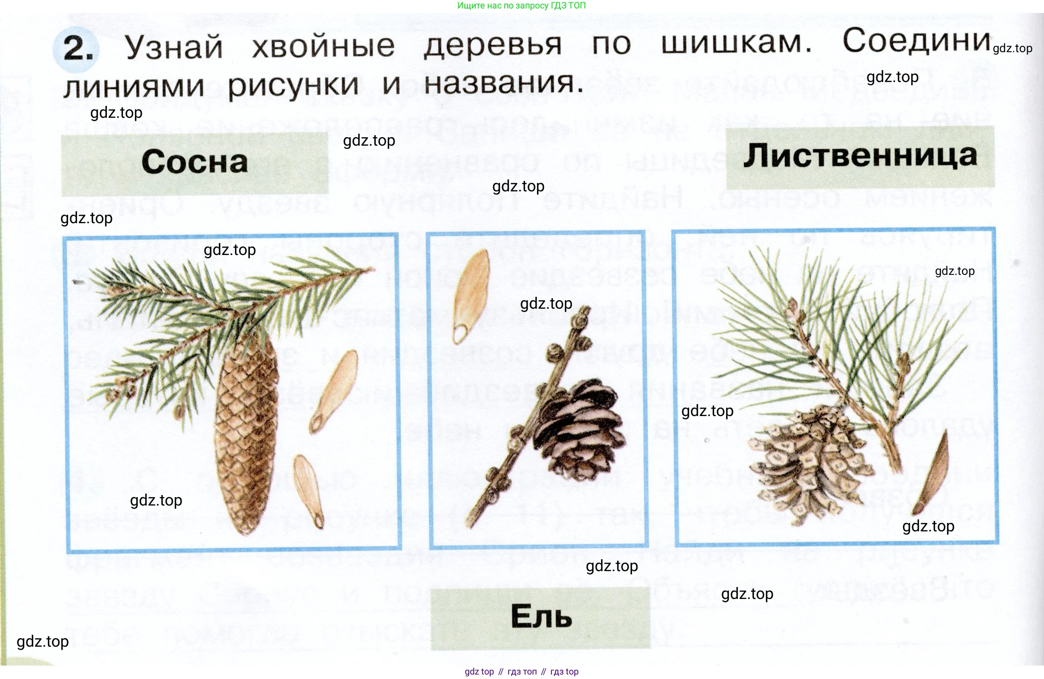 Окружающий мир, 2 класс рабочая тетрадь, авторы: Плешаков Андрей Анатольевич, Новицкая Марина Юрьевна, издательство Просвещение, Москва, 2019, белого цвета, Часть 2, страница 12, номер 2, Условие