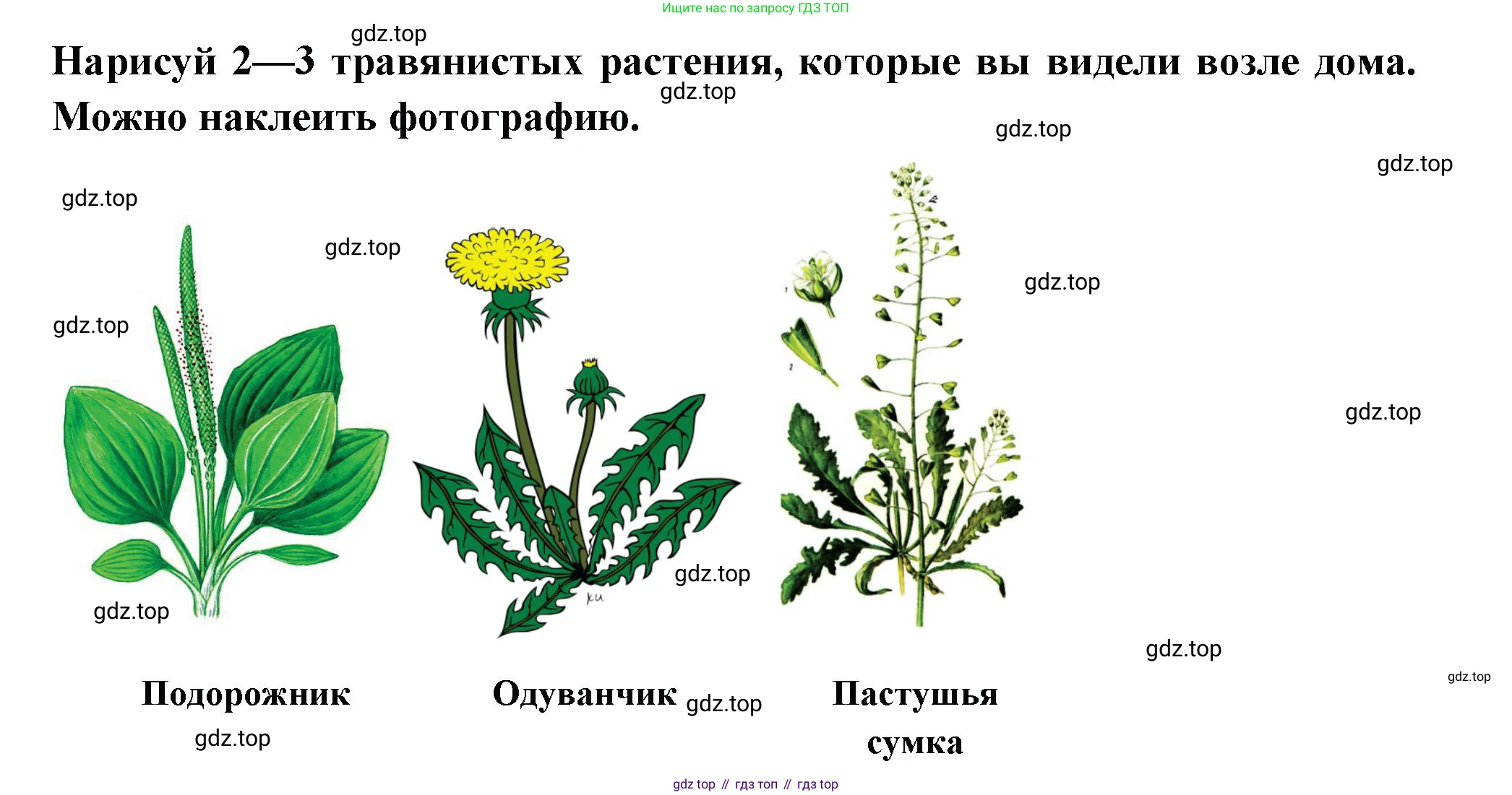 Окружающий мир, 2 класс рабочая тетрадь, авторы: Плешаков Андрей Анатольевич, Новицкая Марина Юрьевна, издательство Просвещение, Москва, 2019, белого цвета, Часть 1, страница 45, номер 3, Решение (продолжение 2)