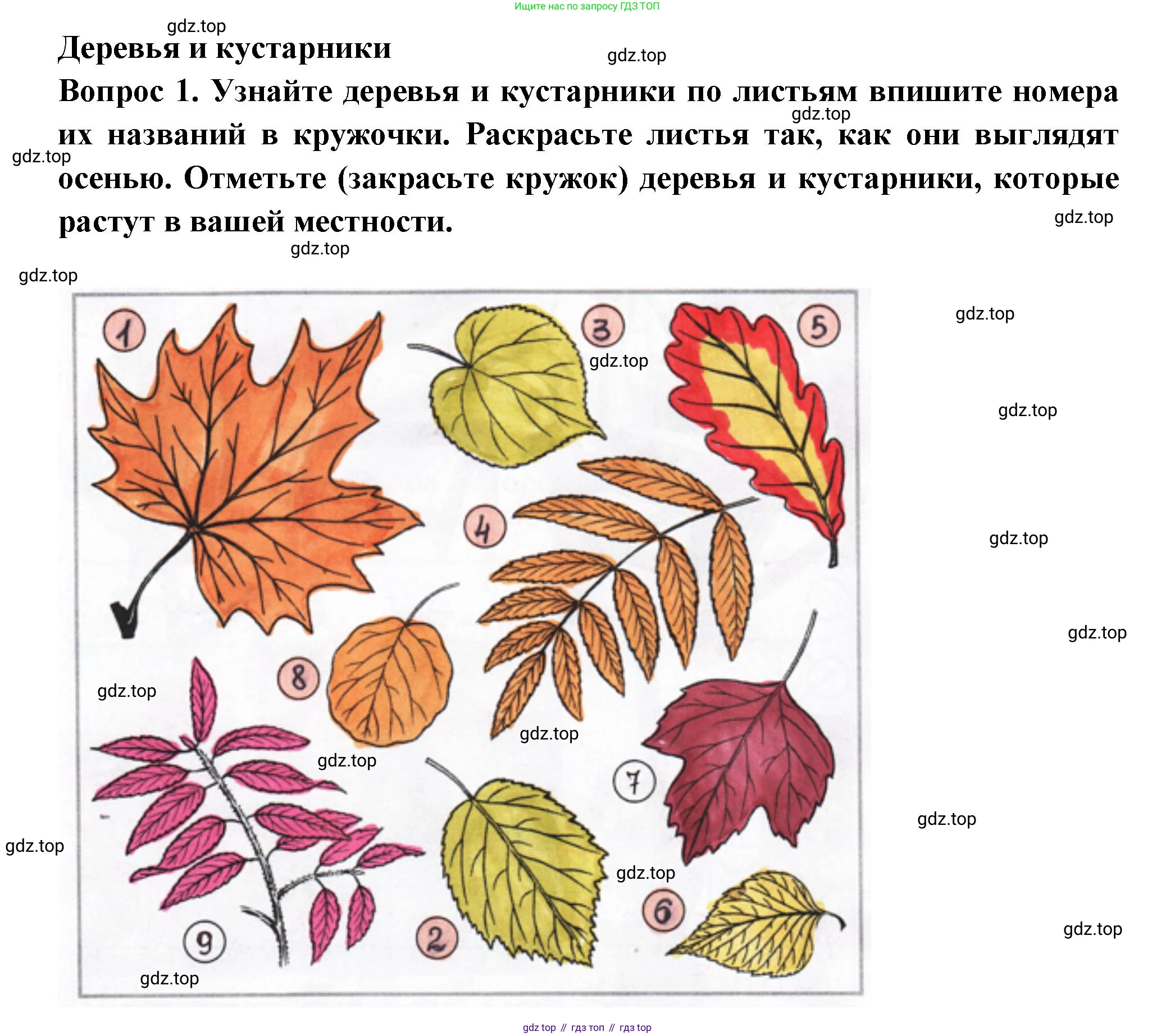 Окружающий мир, 2 класс рабочая тетрадь, авторы: Плешаков Андрей Анатольевич, Новицкая Марина Юрьевна, издательство Просвещение, Москва, 2019, белого цвета, Часть 1, страница 48, номер 1, Решение