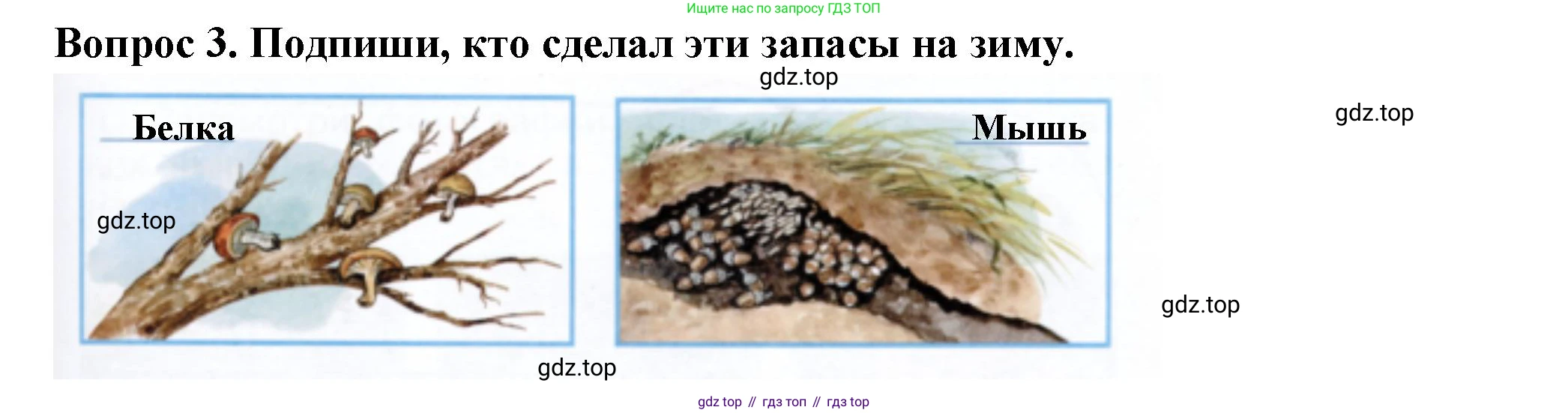 Окружающий мир, 2 класс рабочая тетрадь, авторы: Плешаков Андрей Анатольевич, Новицкая Марина Юрьевна, издательство Просвещение, Москва, 2019, белого цвета, Часть 1, страница 59, номер 3, Решение
