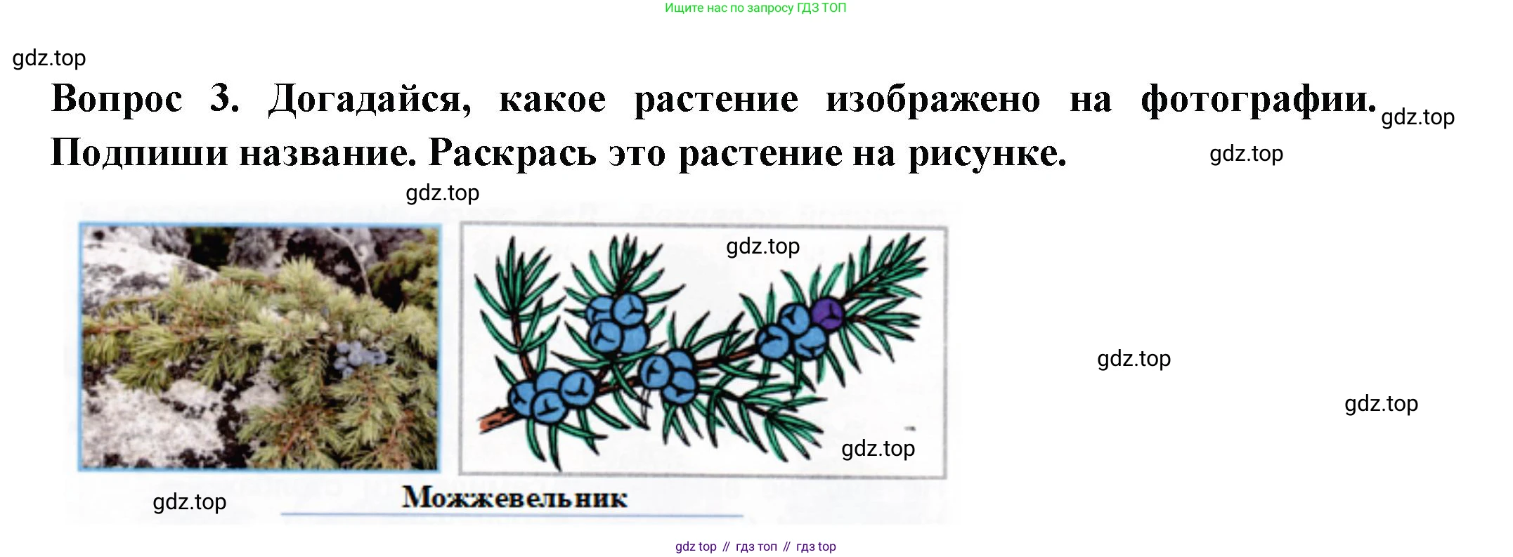 Окружающий мир, 2 класс рабочая тетрадь, авторы: Плешаков Андрей Анатольевич, Новицкая Марина Юрьевна, издательство Просвещение, Москва, 2019, белого цвета, Часть 2, страница 13, номер 3, Решение