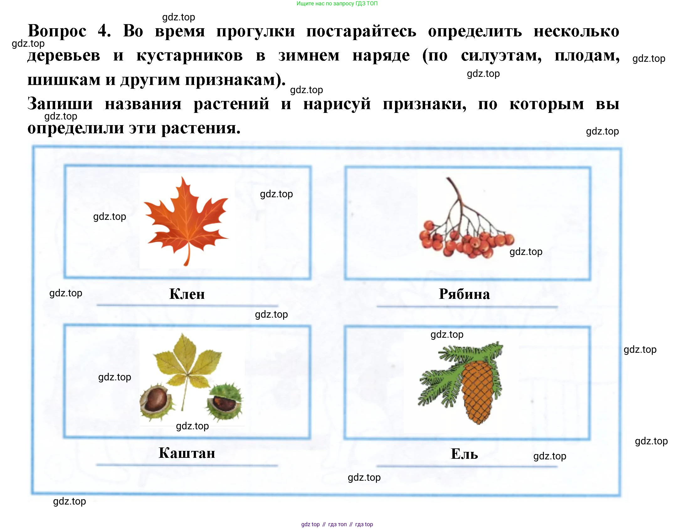 Окружающий мир, 2 класс рабочая тетрадь, авторы: Плешаков Андрей Анатольевич, Новицкая Марина Юрьевна, издательство Просвещение, Москва, 2019, белого цвета, Часть 2, страница 13, номер 4, Решение