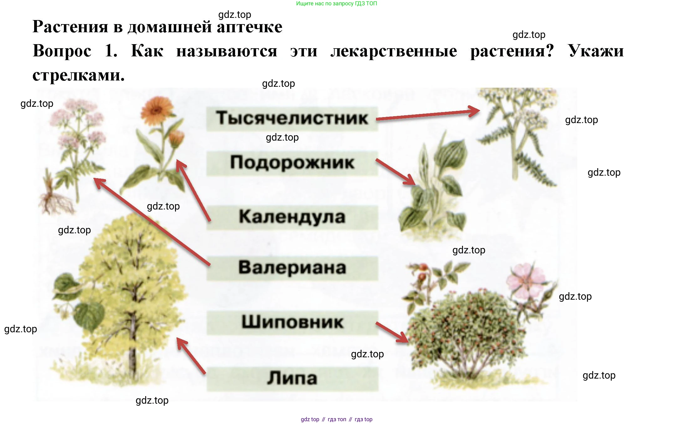 Окружающий мир, 2 класс рабочая тетрадь, авторы: Плешаков Андрей Анатольевич, Новицкая Марина Юрьевна, издательство Просвещение, Москва, 2019, белого цвета, Часть 2, страница 16, номер 1, Решение