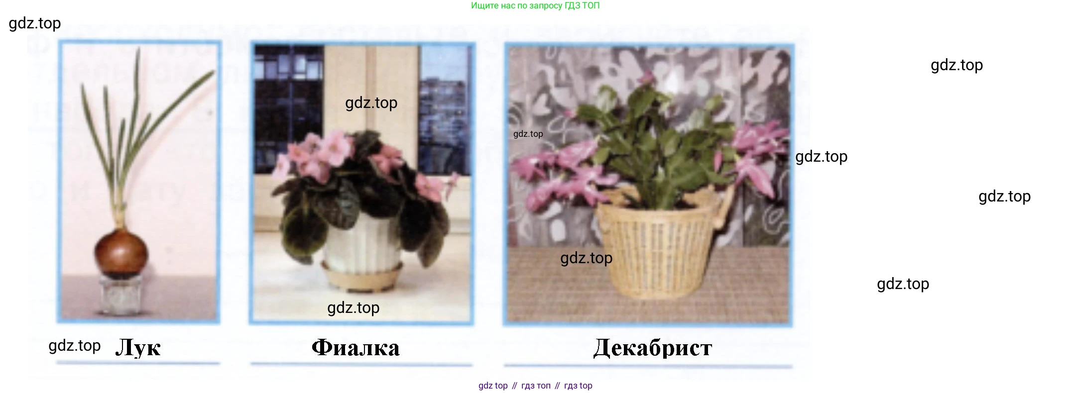 Окружающий мир, 2 класс рабочая тетрадь, авторы: Плешаков Андрей Анатольевич, Новицкая Марина Юрьевна, издательство Просвещение, Москва, 2019, белого цвета, Часть 2, страница 25, номер 3, Решение (продолжение 2)