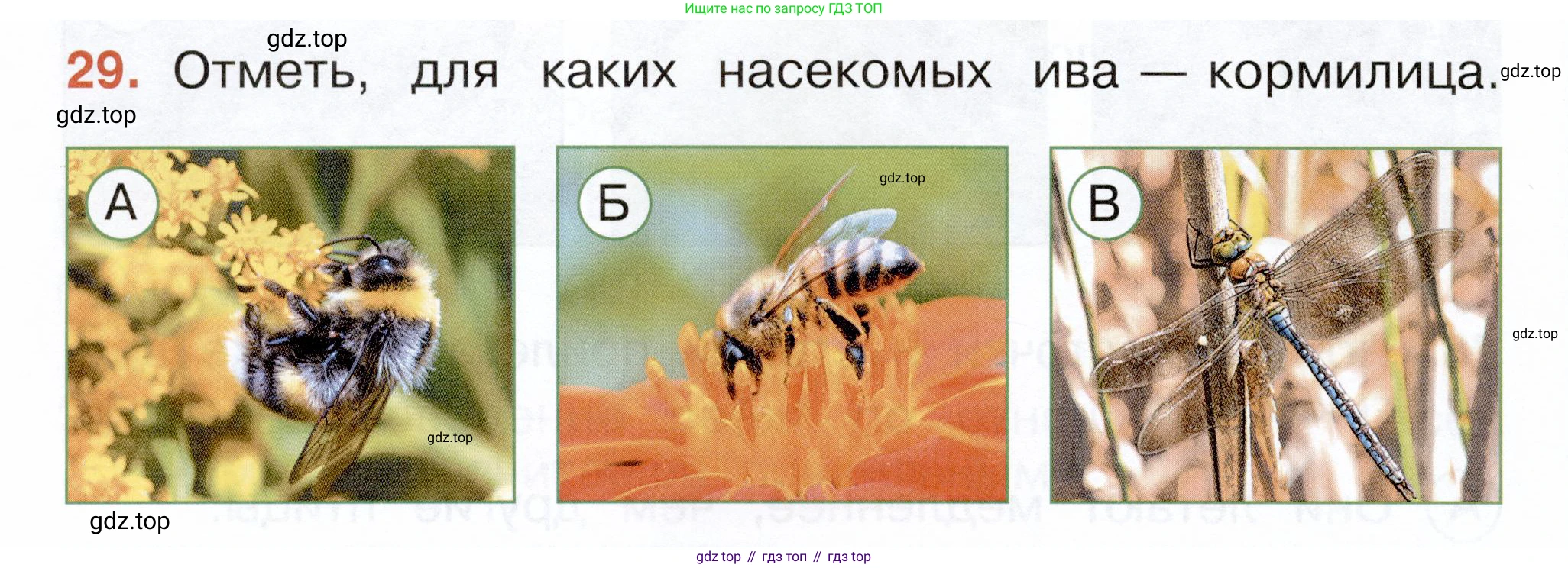 ГДЗ Окружающий мир, 2 класс Тесты, авторы: Плешаков Андрей Анатольевич, Новицкая Марина Юрьевна, Назарова З Д, издательство Просвещение, Москва, 2019, белого цвета, страница 64, номер 29, Условие