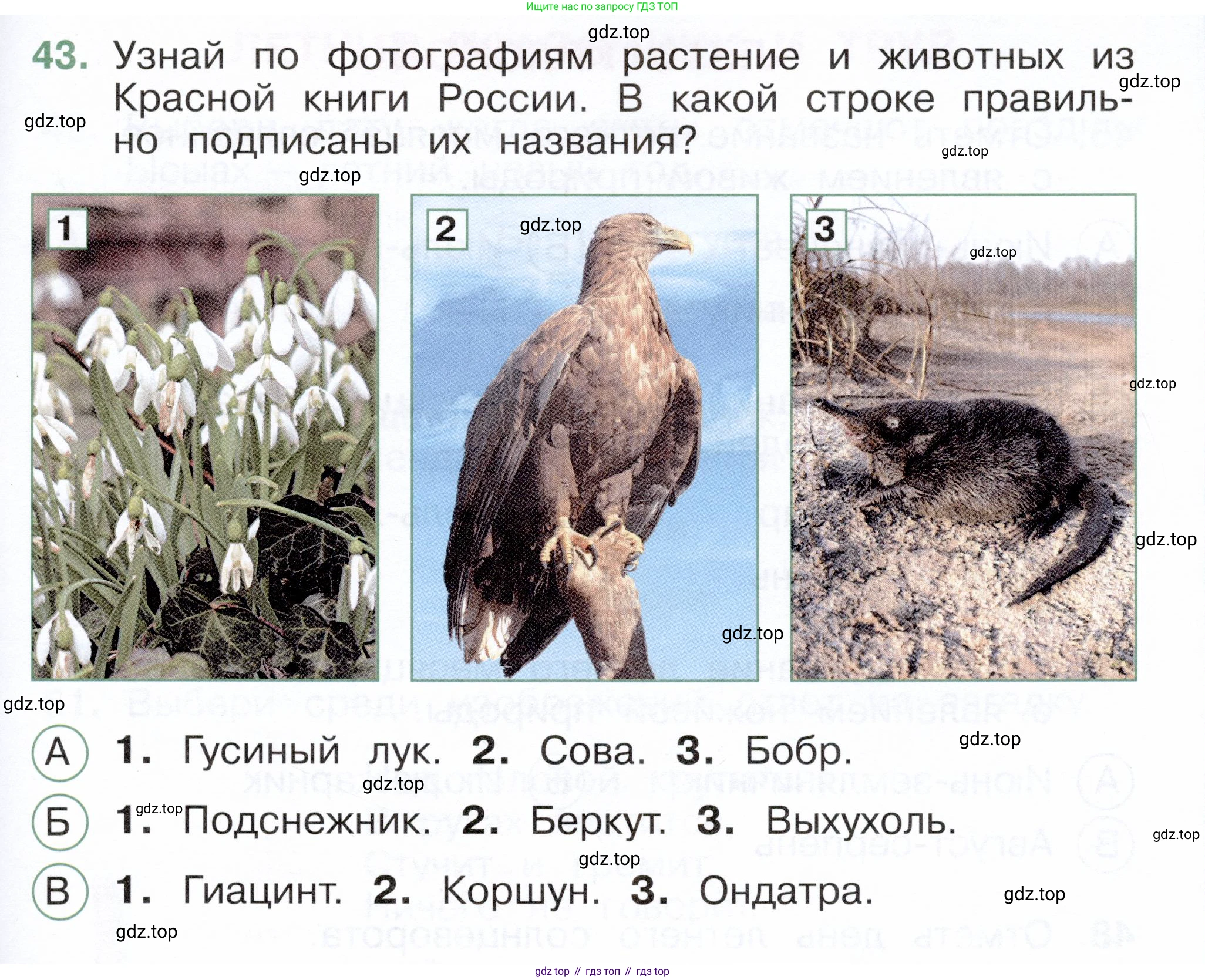 ГДЗ Окружающий мир, 2 класс Тесты, авторы: Плешаков Андрей Анатольевич, Новицкая Марина Юрьевна, Назарова З Д, издательство Просвещение, Москва, 2019, белого цвета, страница 71, номер 43, Условие