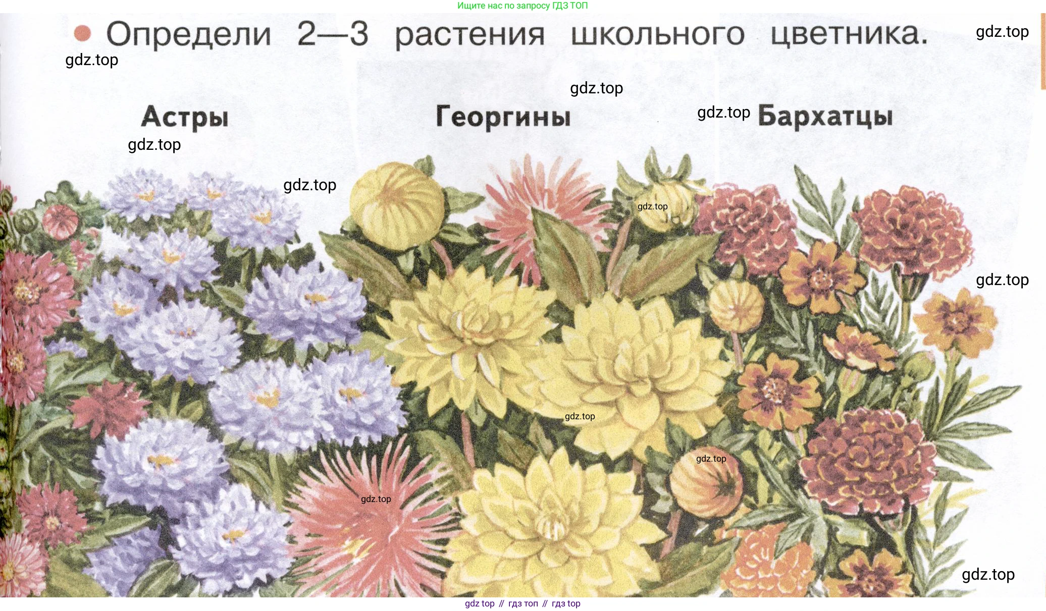 ГДЗ Окружающий мир, 2 класс Учебник, авторы: Плешаков Андрей Анатольевич, Новицкая Марина Юрьевна, издательство Просвещение, Москва, 2023, белого цвета, Часть 1, страница 89, номер 2, Условие
