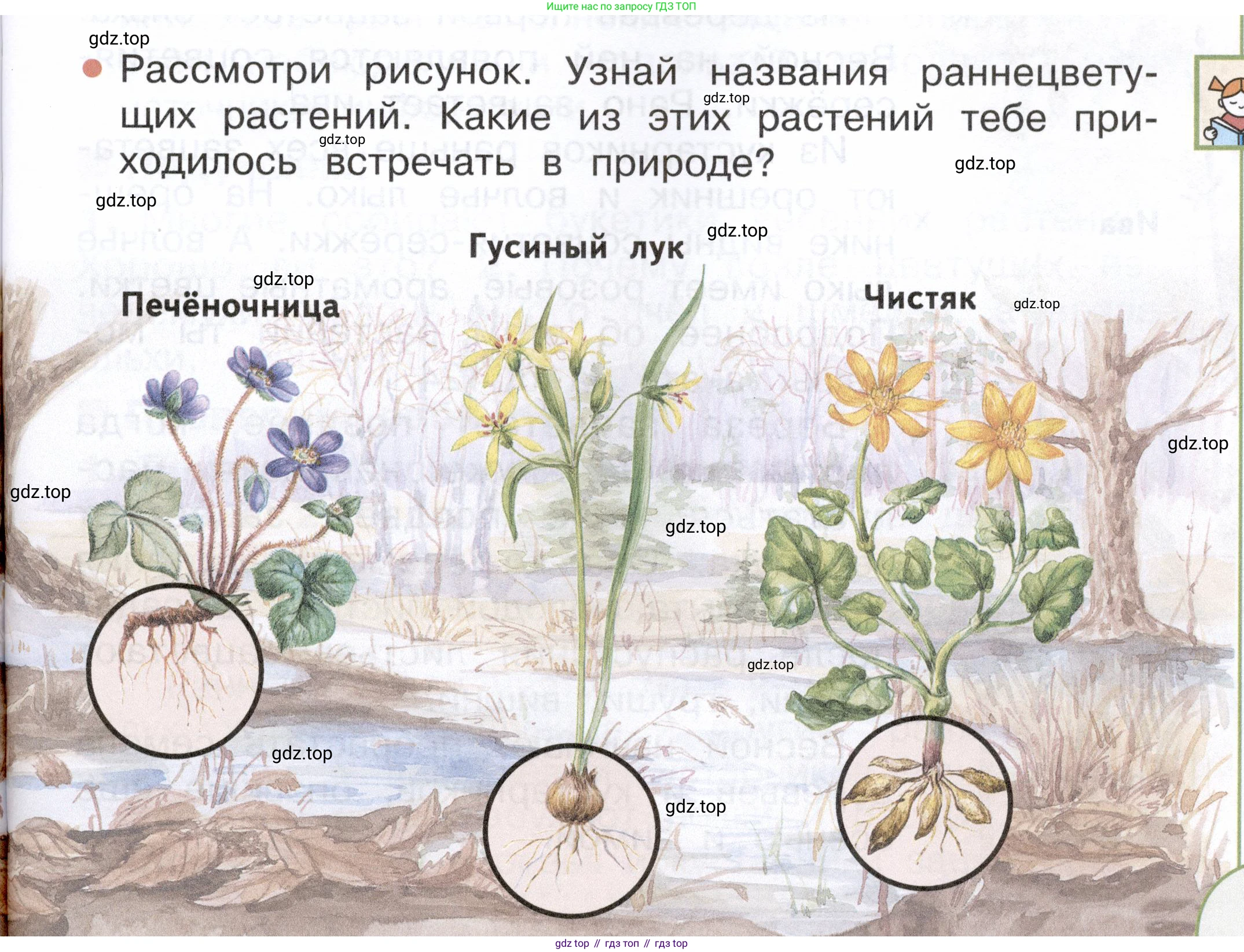ГДЗ Окружающий мир, 2 класс Учебник, авторы: Плешаков Андрей Анатольевич, Новицкая Марина Юрьевна, издательство Просвещение, Москва, 2023, белого цвета, Часть 2, страница 71, номер 1, Условие