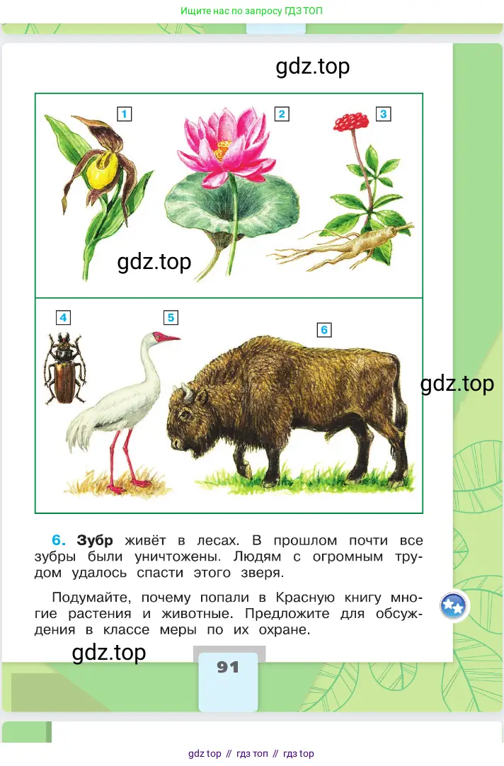 Окружающий мир, 2 класс Учебник, автор: Плешаков Андрей Анатольевич, издательство Просвещение, Москва, 2023, белого цвета, страница 91