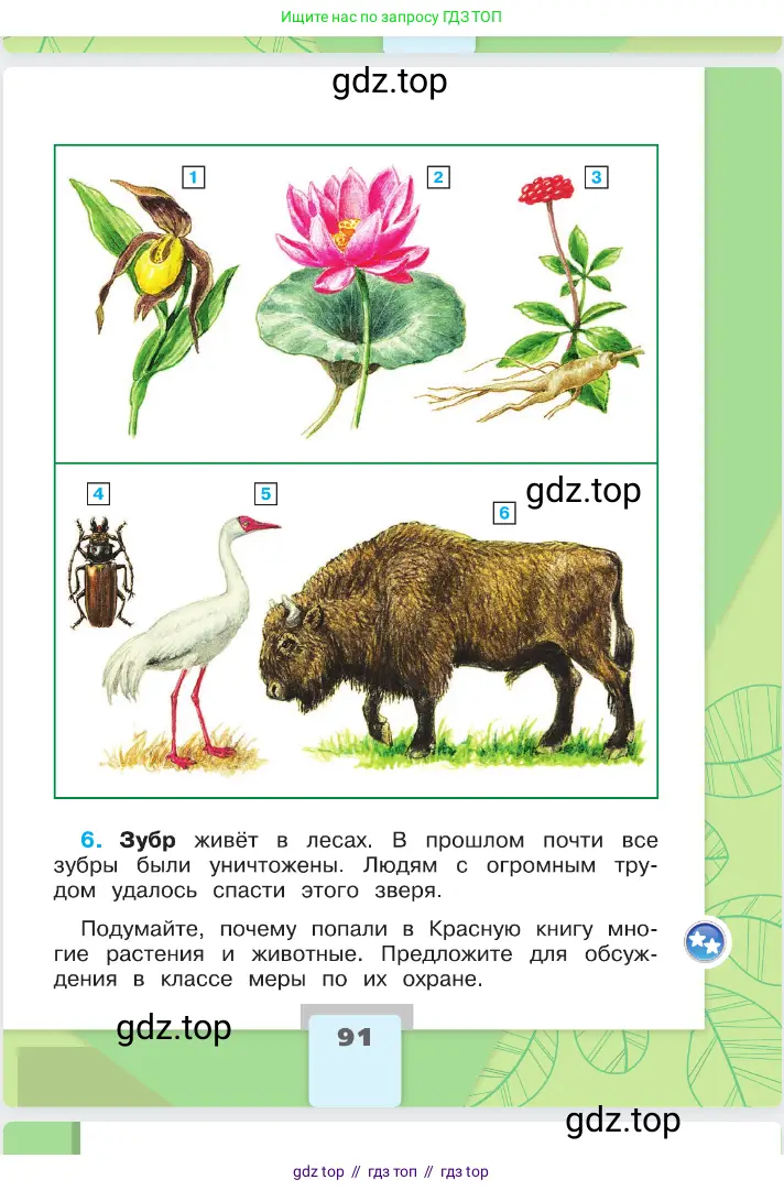Окружающий мир, 2 класс Учебник, автор: Плешаков Андрей Анатольевич, издательство Просвещение, Москва, 2023, белого цвета, страница 91