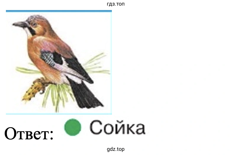 Ответ: Сойка