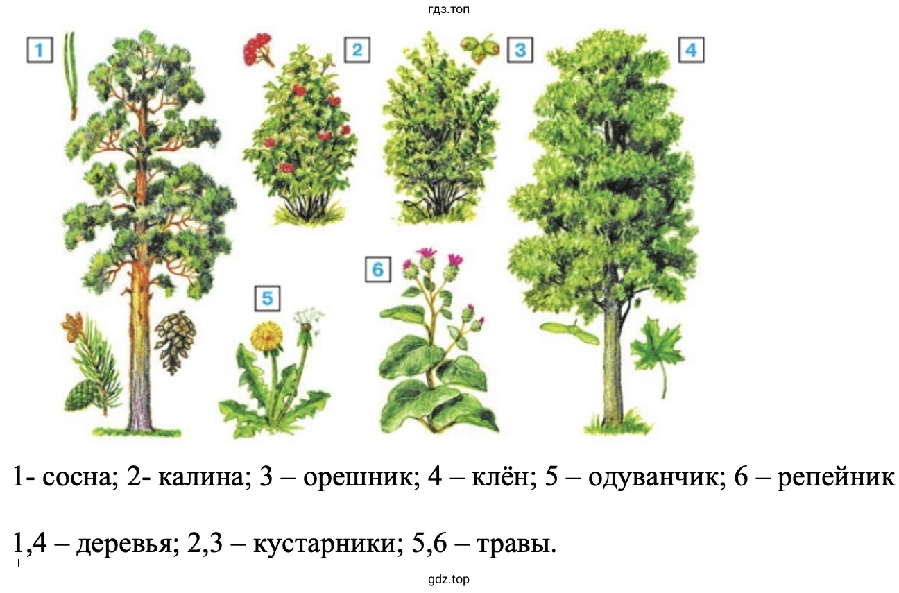 Деревья, кустарники, травы (2)