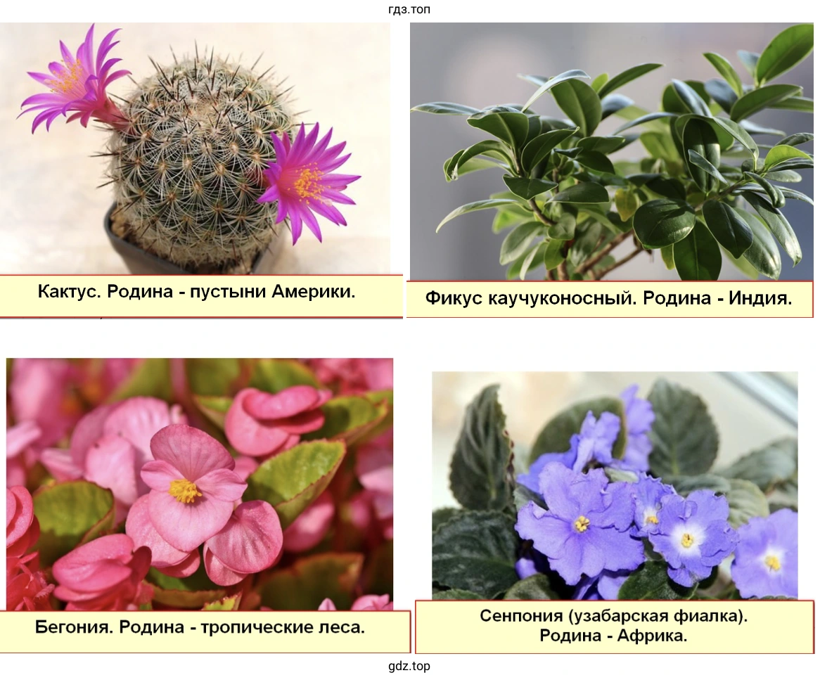 Растения (2)