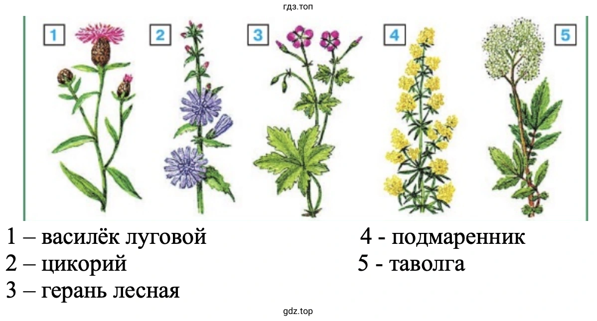 Эти растения можно увидеть летом