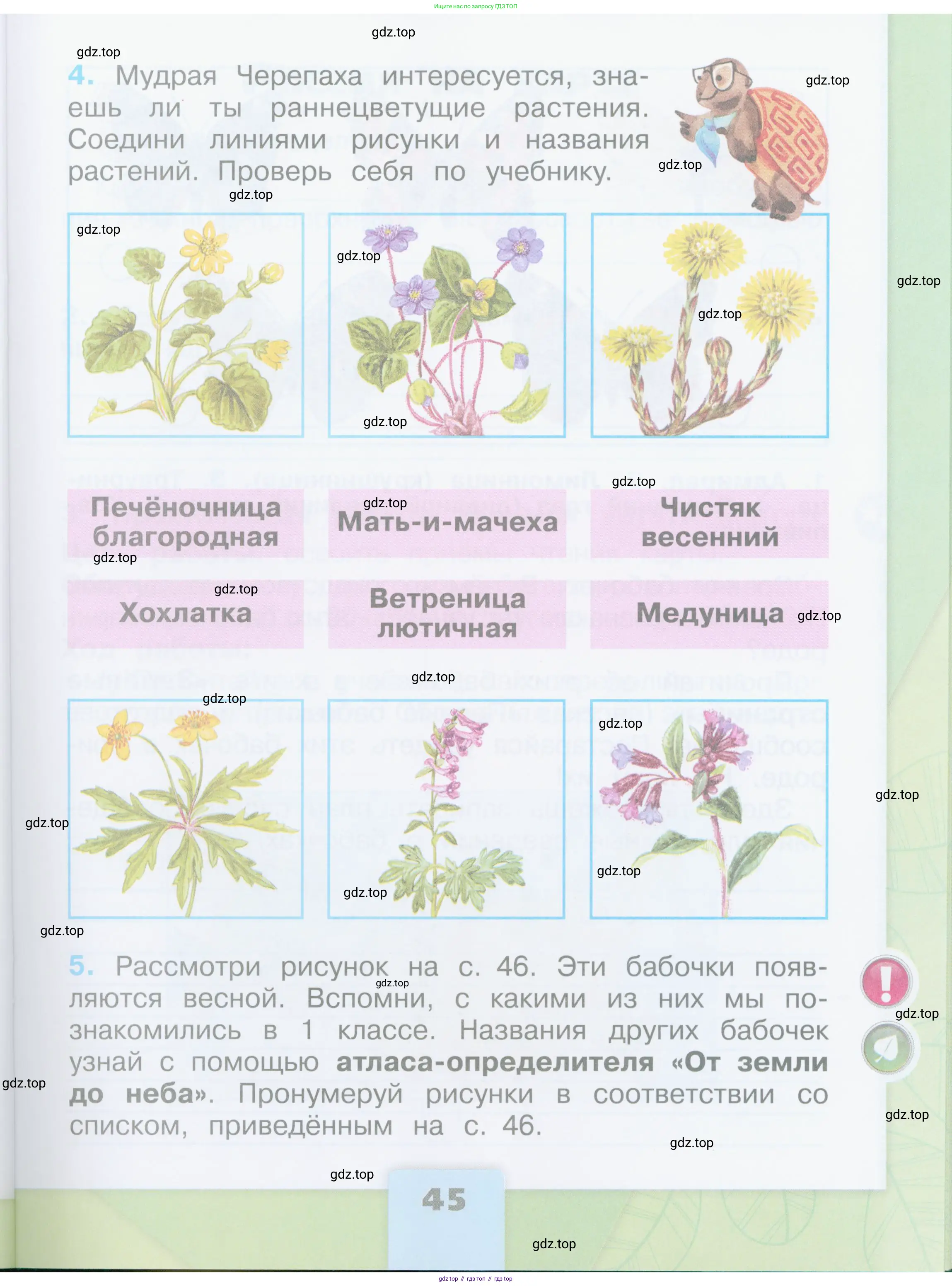 Окружающий мир, 2 класс рабочая тетрадь, автор: Плешаков Андрей Анатольевич, издательство Просвещение, Москва, 2023, белого цвета, страница 45