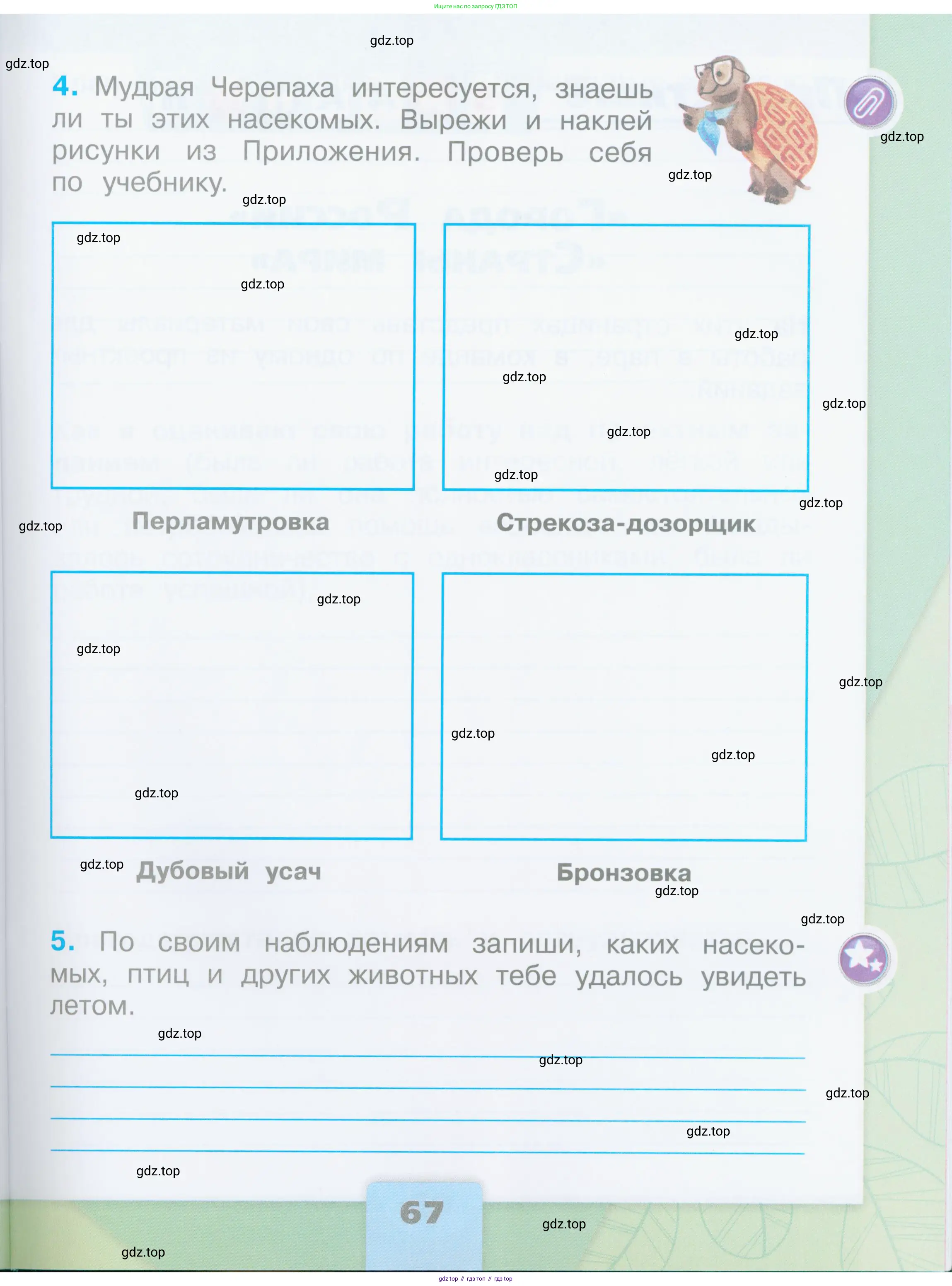Окружающий мир, 2 класс рабочая тетрадь, автор: Плешаков Андрей Анатольевич, издательство Просвещение, Москва, 2023, белого цвета, страница 67