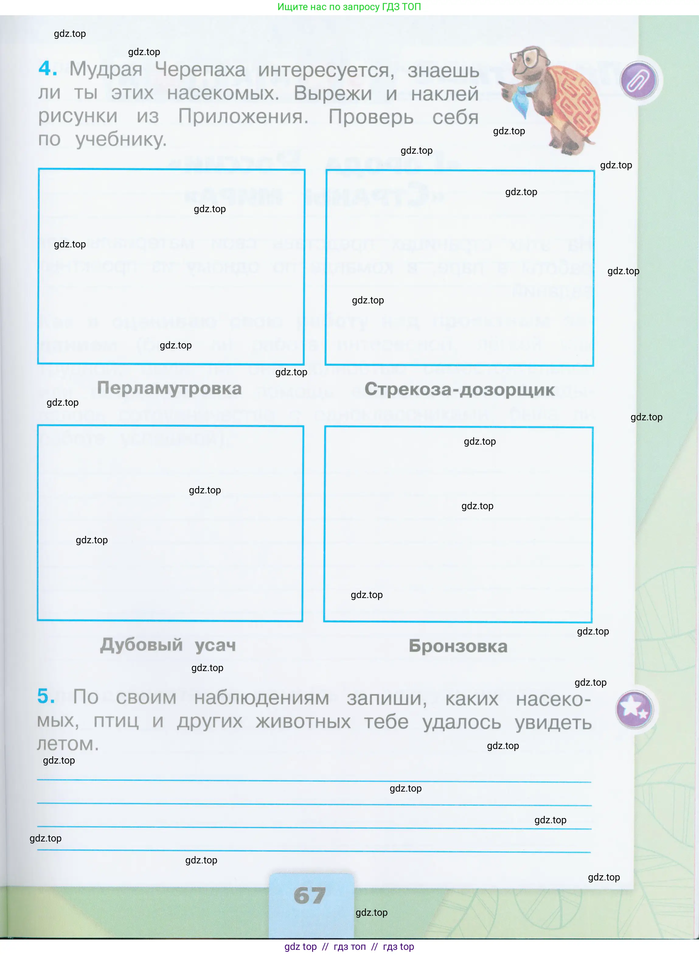 Окружающий мир, 2 класс рабочая тетрадь, автор: Плешаков Андрей Анатольевич, издательство Просвещение, Москва, 2023, белого цвета, страница 67