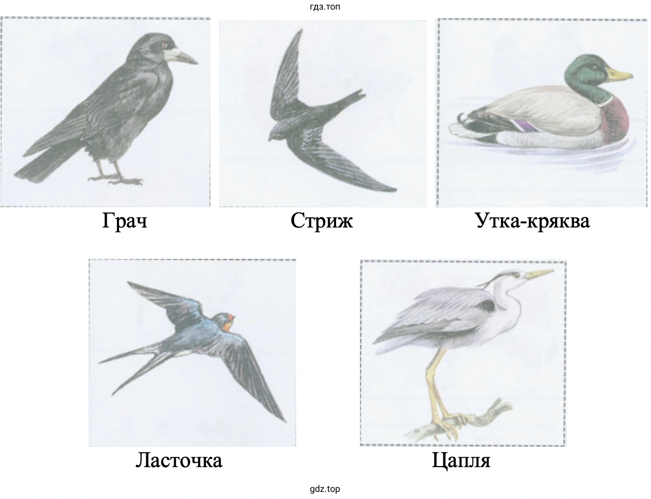 Грач Ласточка Стриж Утка-кряква Цапля