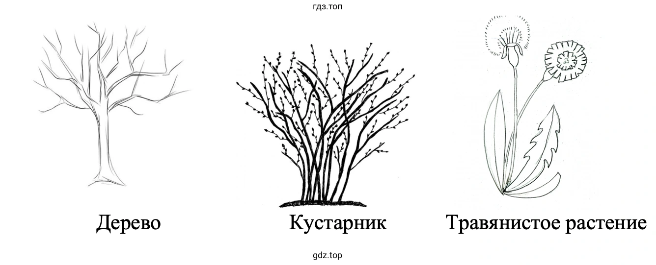 Дерево Кустарник Травянистое растение