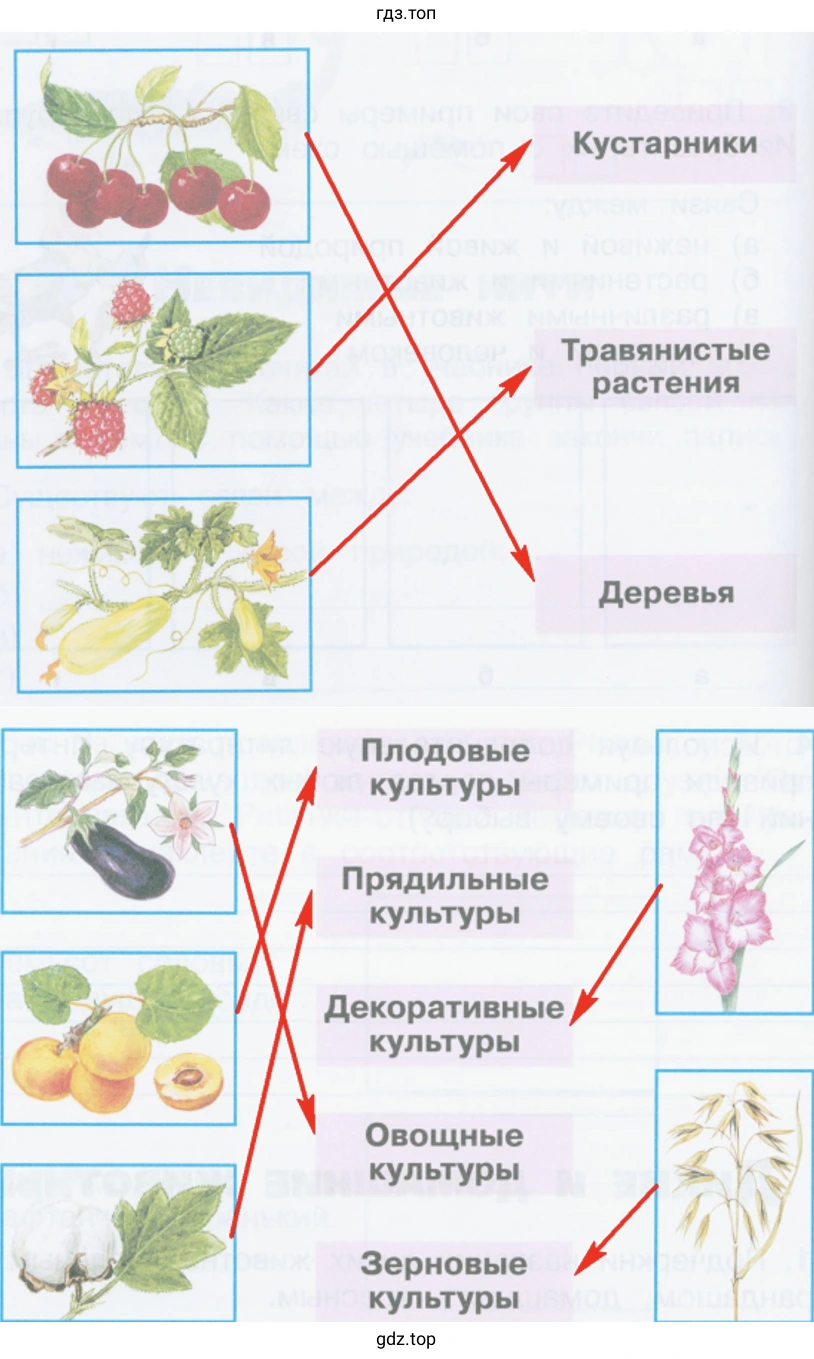 Укажите стрелками, к каким группам относятся эти культурные растения