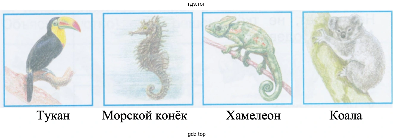 Тукан Морской конёк Хамелеон Коала