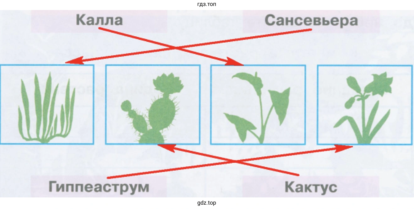 Узнай растения по силуэтам