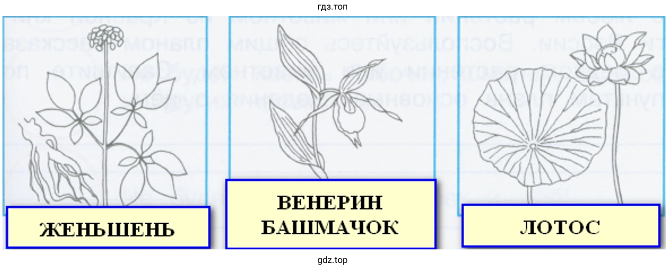 растения из Красной книги России