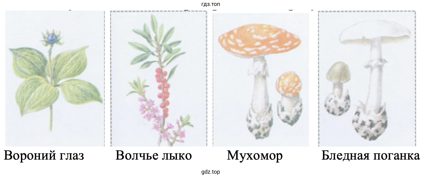 Вороний глаз Волчье лыко Мухомор Бледная поганка