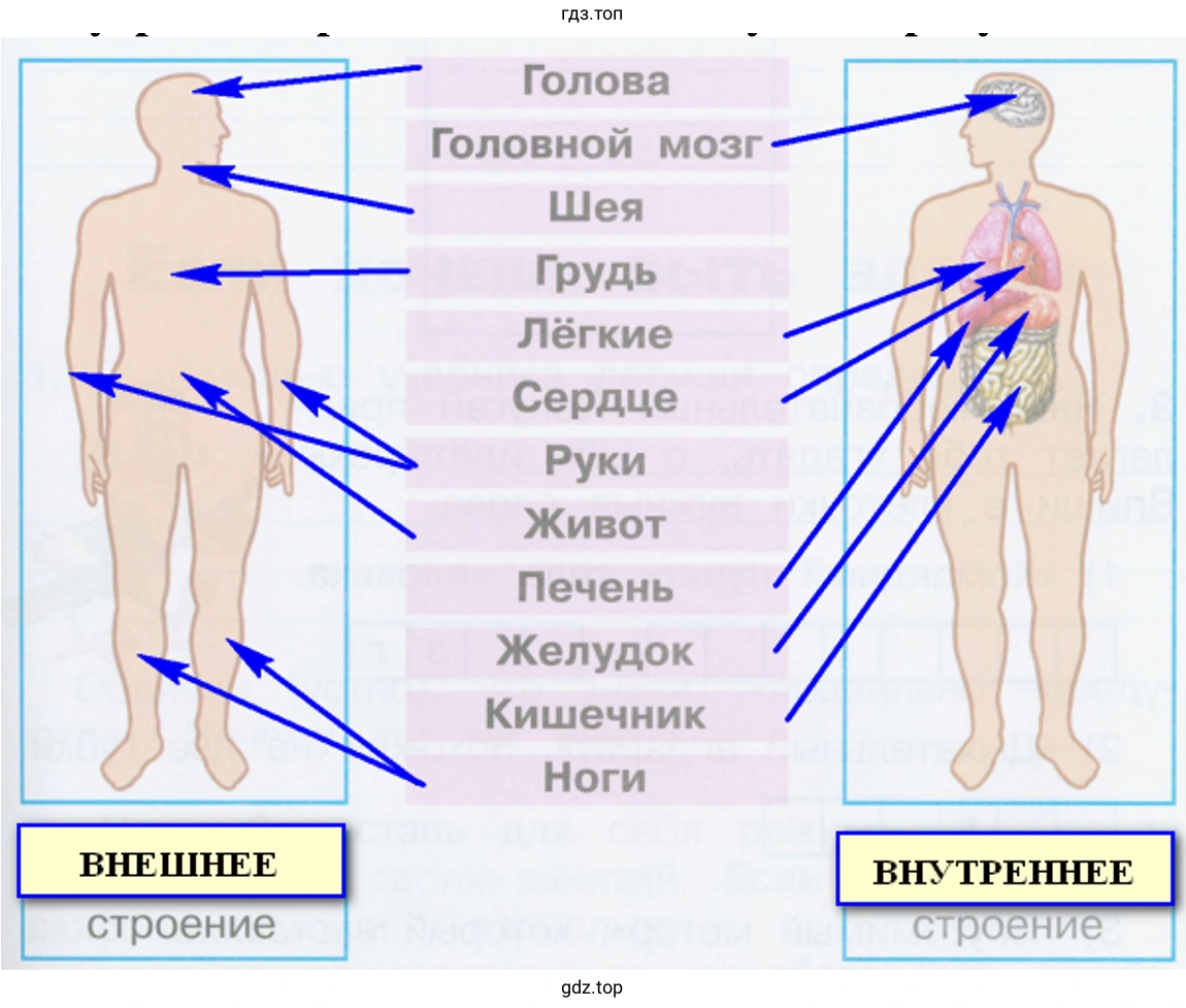 внешнее и внутреннее строение тела человека