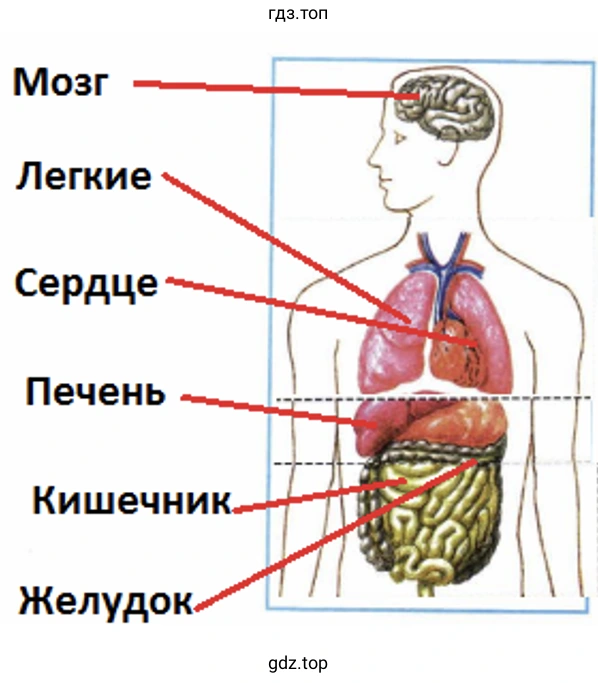 Мозг Легкие сердце Печень Кишечник Желудок