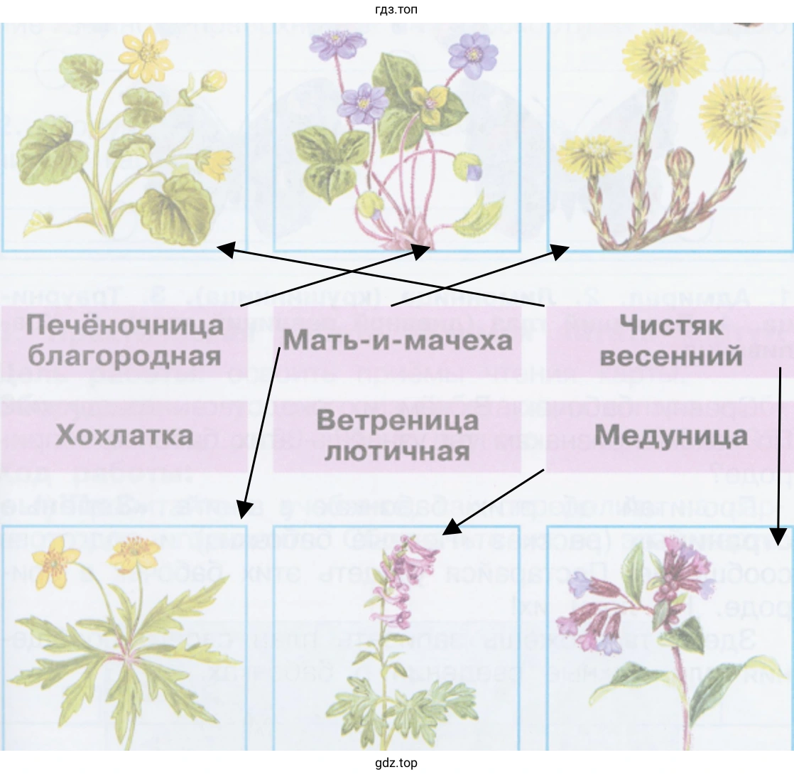 Печёночница благородная Хохлатка Мать-и-мачеха Ветреница лютичная Чистяк весенний Медуница