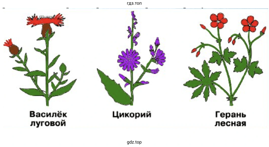 Василёк луговой Цикорий Герань лесная
