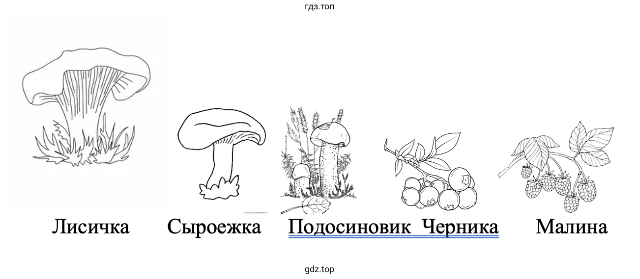 Лисичка Сыроежка Подосиновик Черника Малина