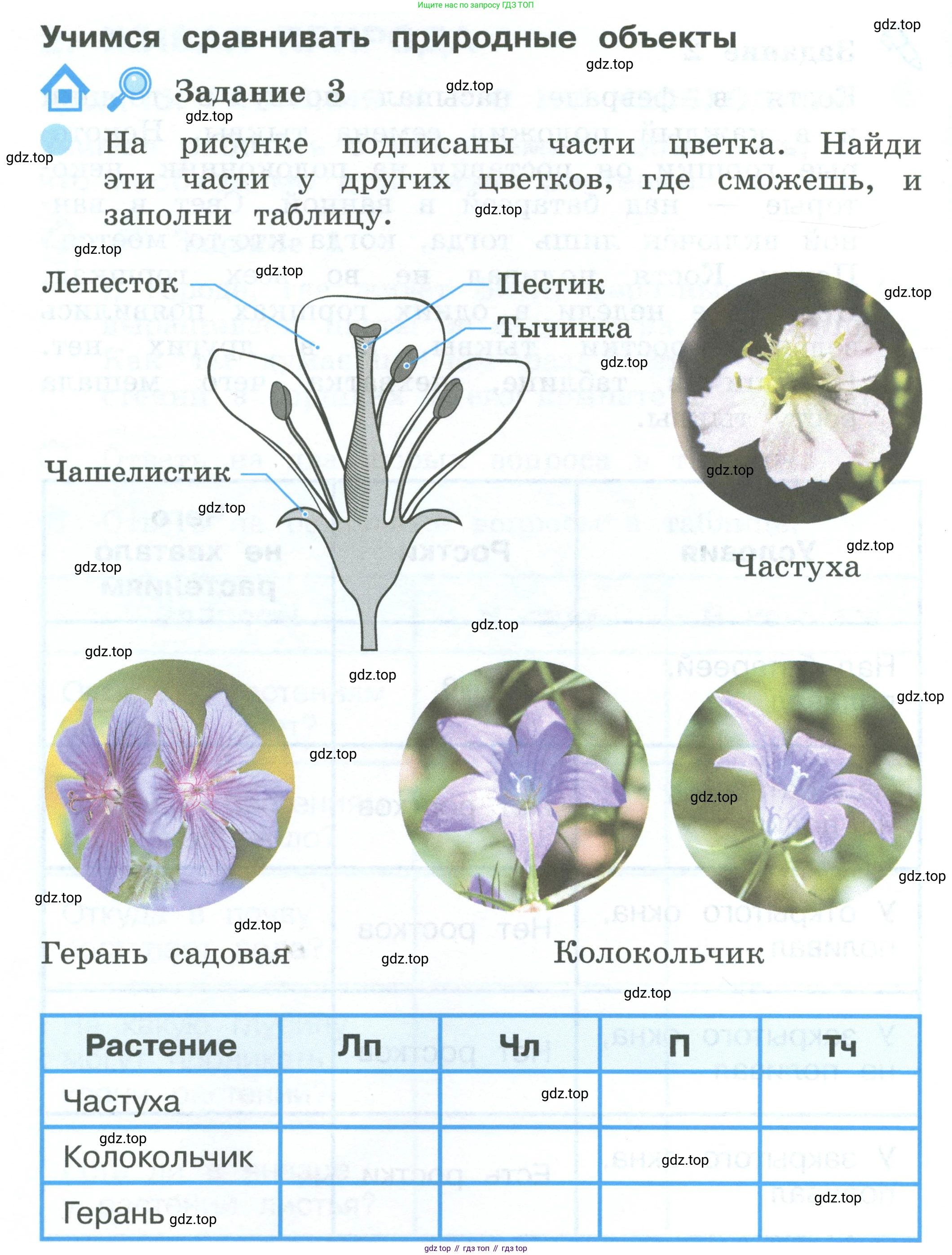 ГДЗ Окружающий мир, 2 класс рабочая тетрадь, авторы: Вахрушев Александр Александрович, Ловягин С Н, Зорин Н В, Кремлева И И, издательство Просвещение, Москва, салатового цвета, Часть 1, страница 40, номер 3, Условие