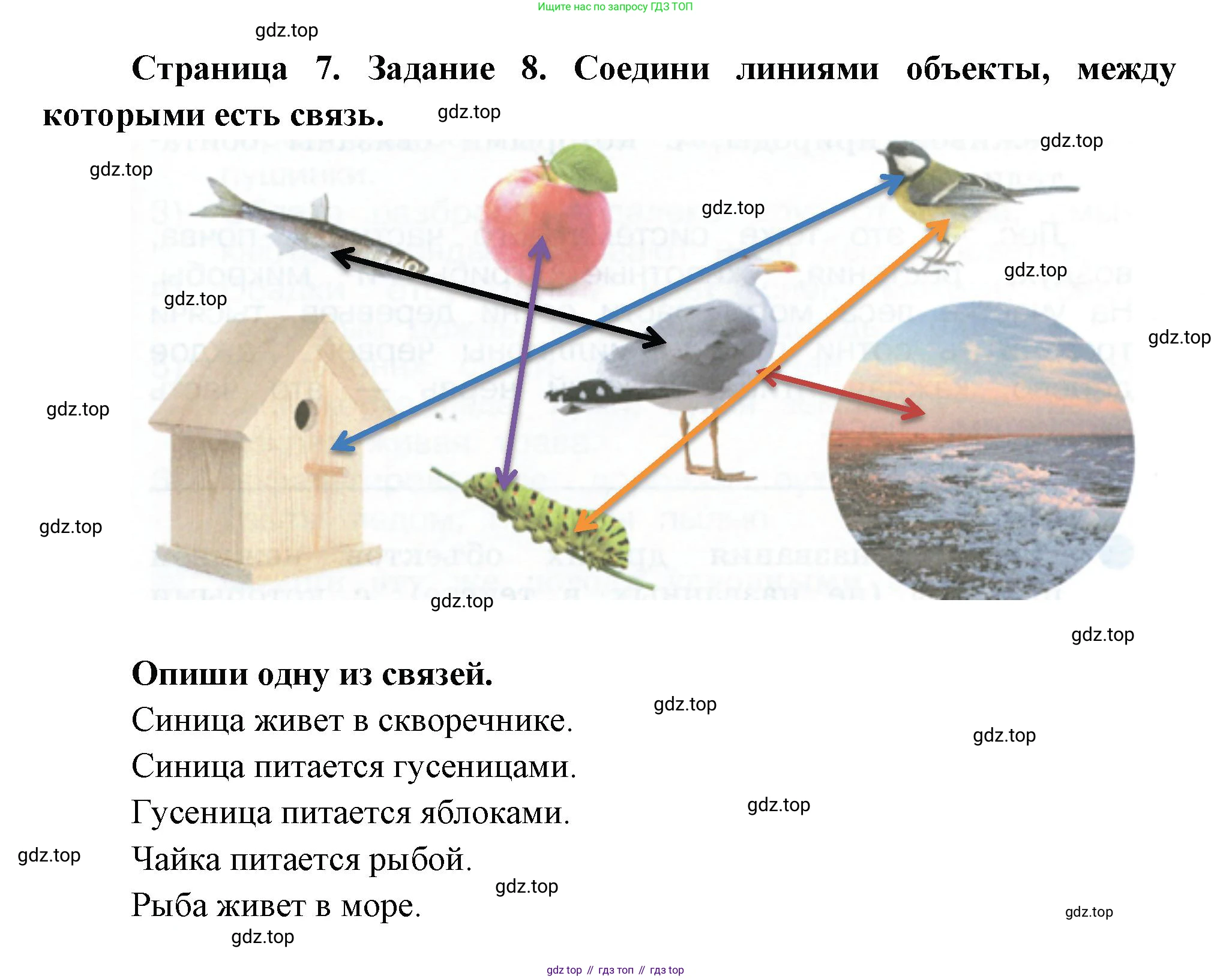ГДЗ Окружающий мир, 2 класс рабочая тетрадь, авторы: Вахрушев Александр Александрович, Ловягин С Н, Зорин Н В, Кремлева И И, издательство Просвещение, Москва, салатового цвета, Часть 1, страница 7, номер 8, Решение