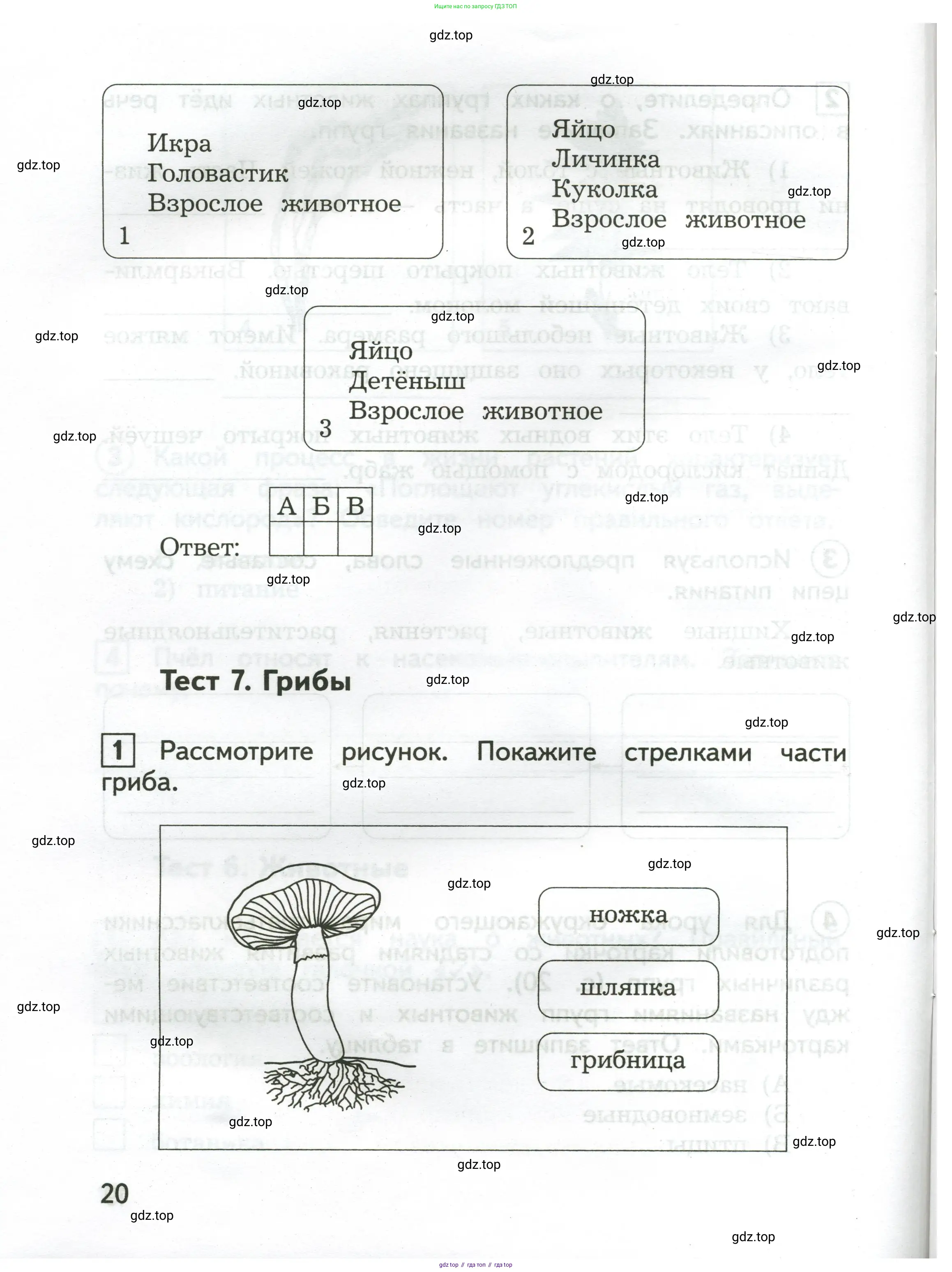 Окружающий мир, 3 класс Предварительный контроль, текущий контроль, итоговый контроль, авторы: Глаголева Юлия Игоревна, Архипова Ю И, издательство Просвещение, Москва, 2023, белого цвета, страница 20