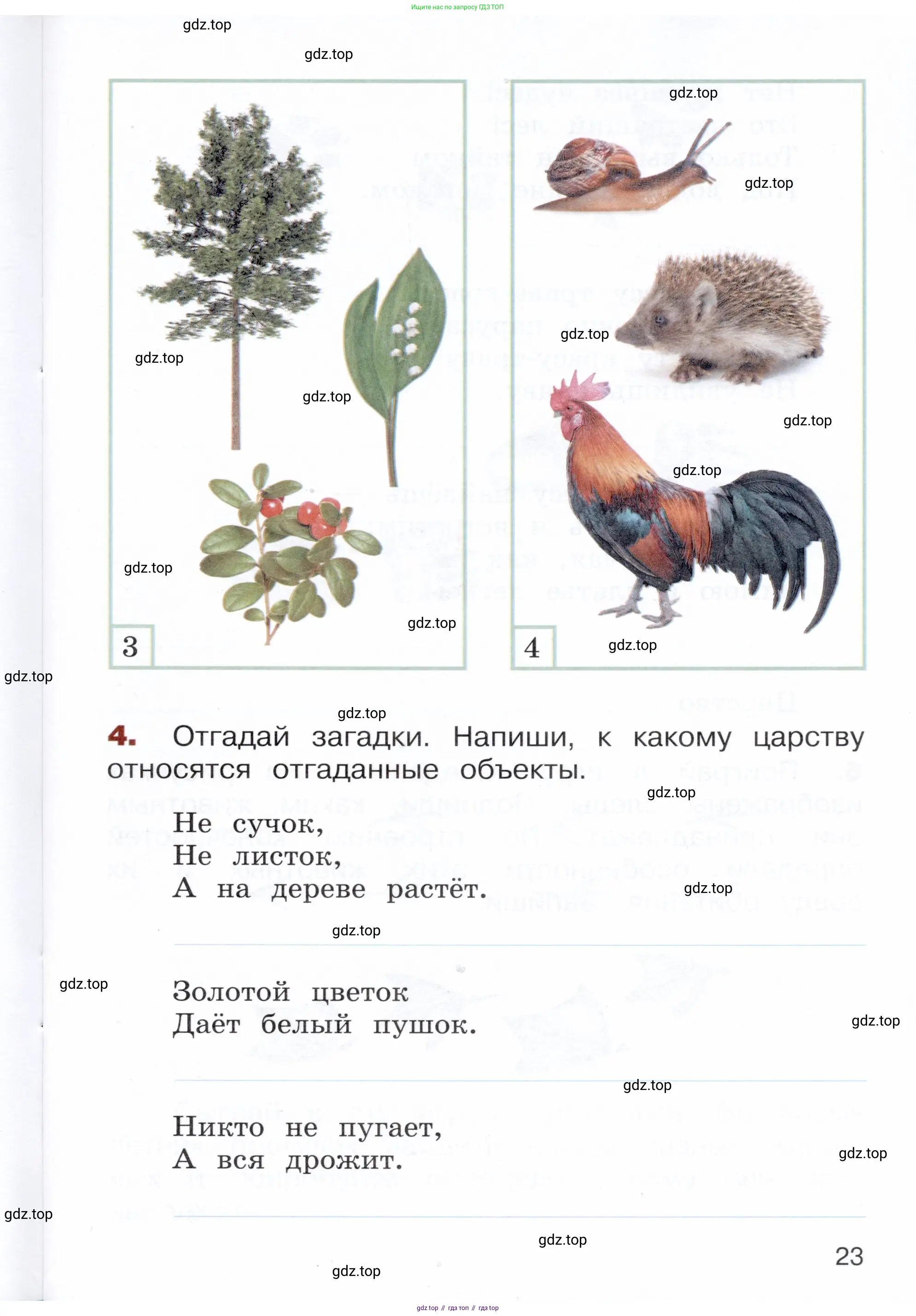 Окружающий мир, 3 класс Летние задания, авторы: Казанцева Ирина Викторовна, Архипова Ю И, Глаголева Юлия Игоревна, издательство Просвещение, Москва, 2022, белого цвета, страница 23