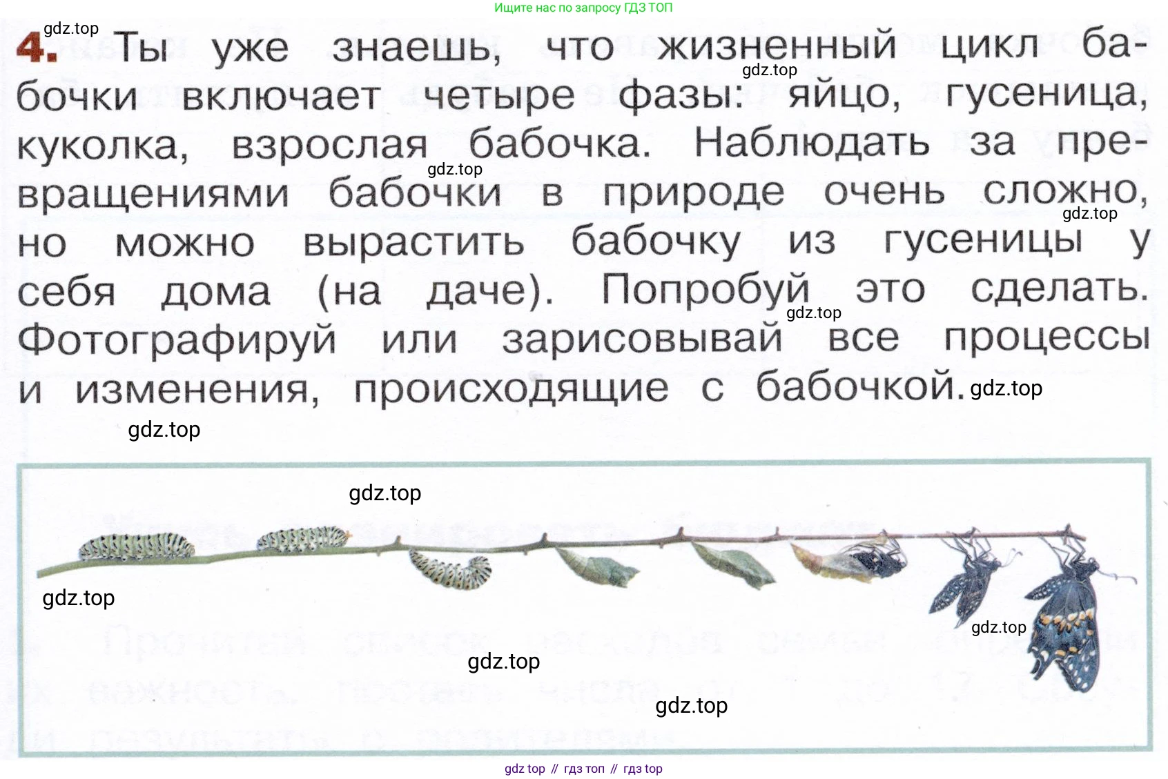 Окружающий мир, 3 класс Летние задания, авторы: Казанцева Ирина Викторовна, Архипова Ю И, Глаголева Юлия Игоревна, издательство Просвещение, Москва, 2022, белого цвета, страница 53, номер 4, Условие