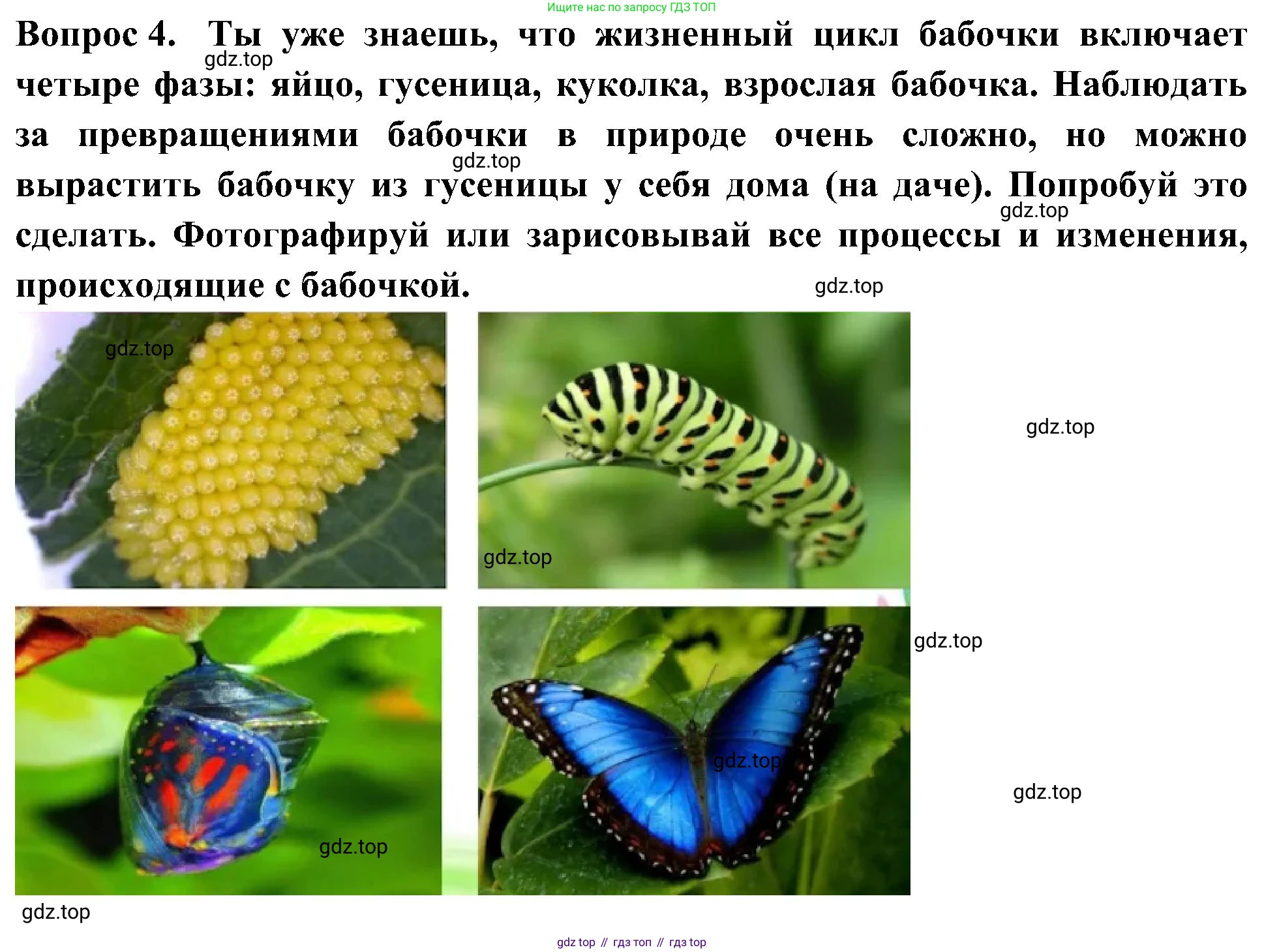 Окружающий мир, 3 класс Летние задания, авторы: Казанцева Ирина Викторовна, Архипова Ю И, Глаголева Юлия Игоревна, издательство Просвещение, Москва, 2022, белого цвета, страница 53, номер 4, Решение