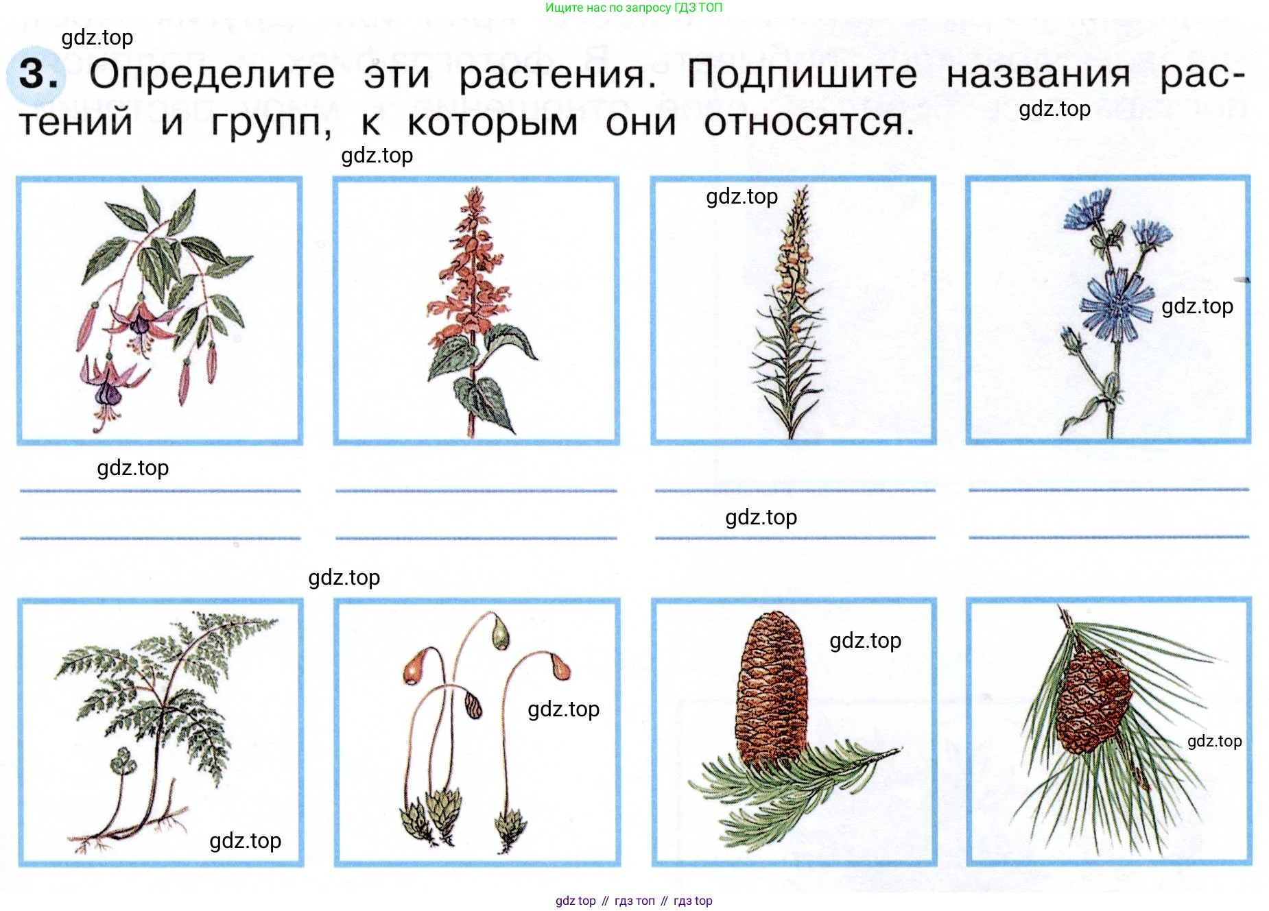 Окружающий мир, 3 класс рабочая тетрадь, авторы: Плешаков Андрей Анатольевич, Новицкая Марина Юрьевна, издательство Просвещение, Москва, 2019, белого цвета, Часть 1, страница 53, номер 3, Условие