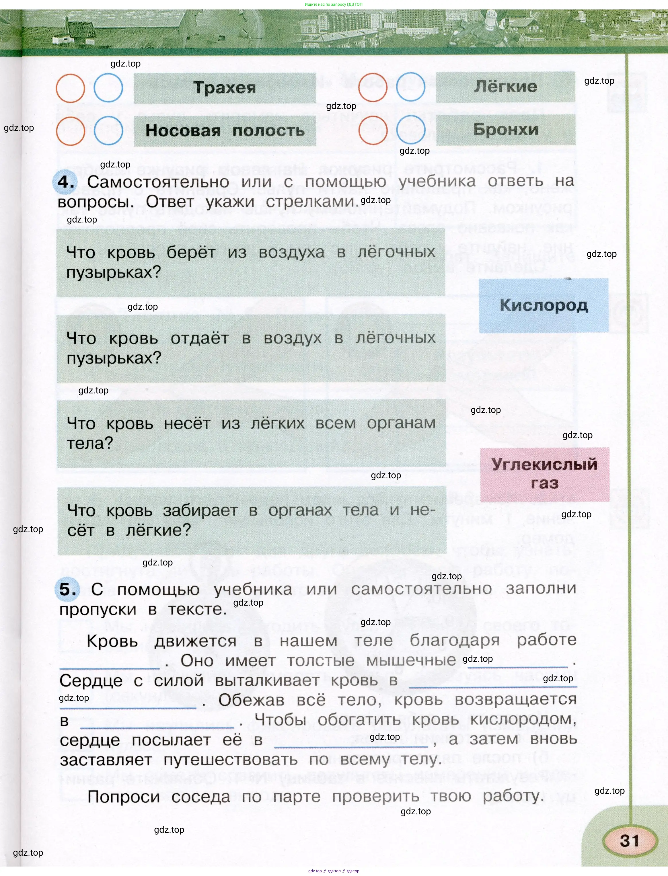 Окружающий мир, 3 класс рабочая тетрадь, авторы: Плешаков Андрей Анатольевич, Новицкая Марина Юрьевна, издательство Просвещение, Москва, 2019, белого цвета, Часть 2, страница 31