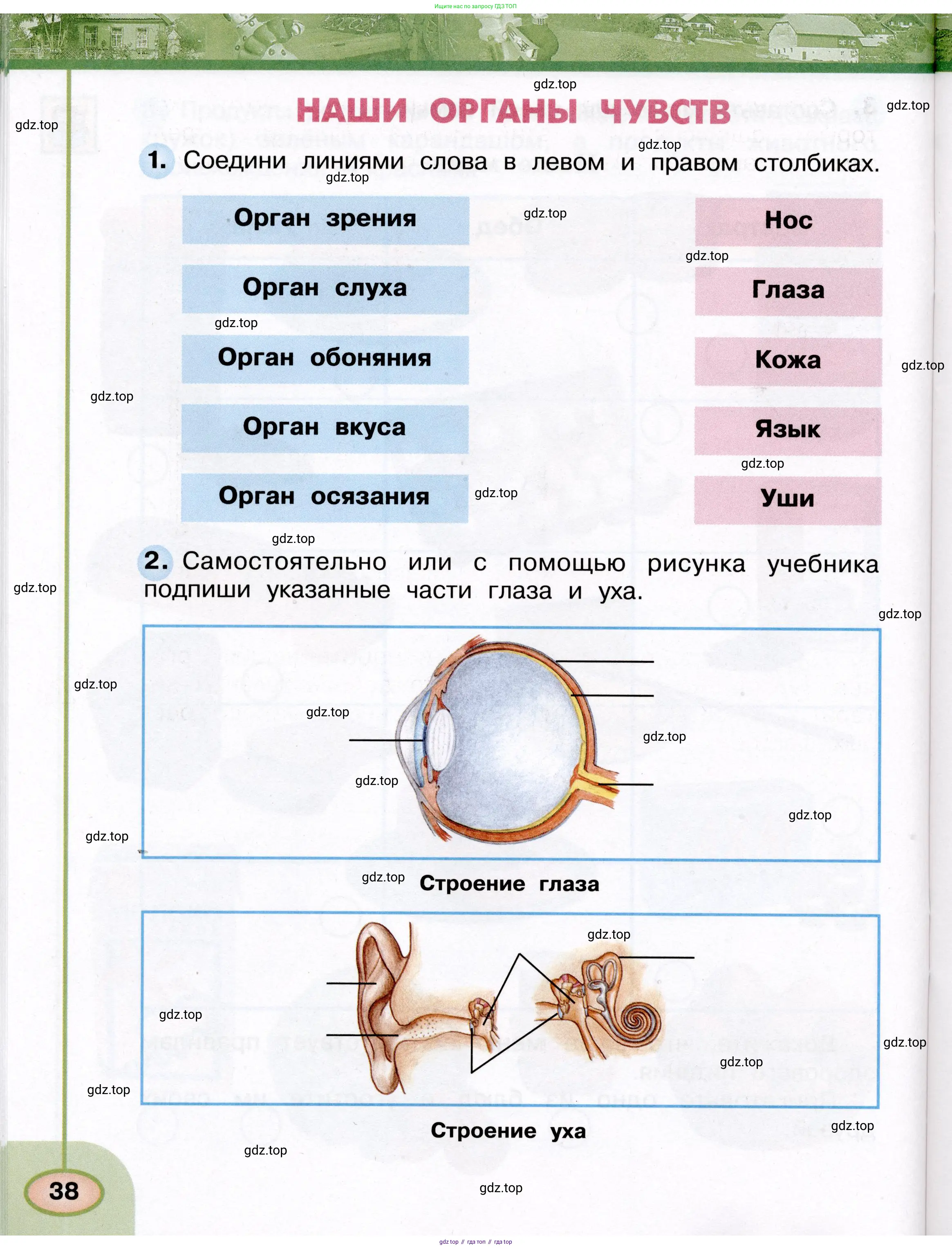 Окружающий мир, 3 класс рабочая тетрадь, авторы: Плешаков Андрей Анатольевич, Новицкая Марина Юрьевна, издательство Просвещение, Москва, 2019, белого цвета, Часть 1, страница 38