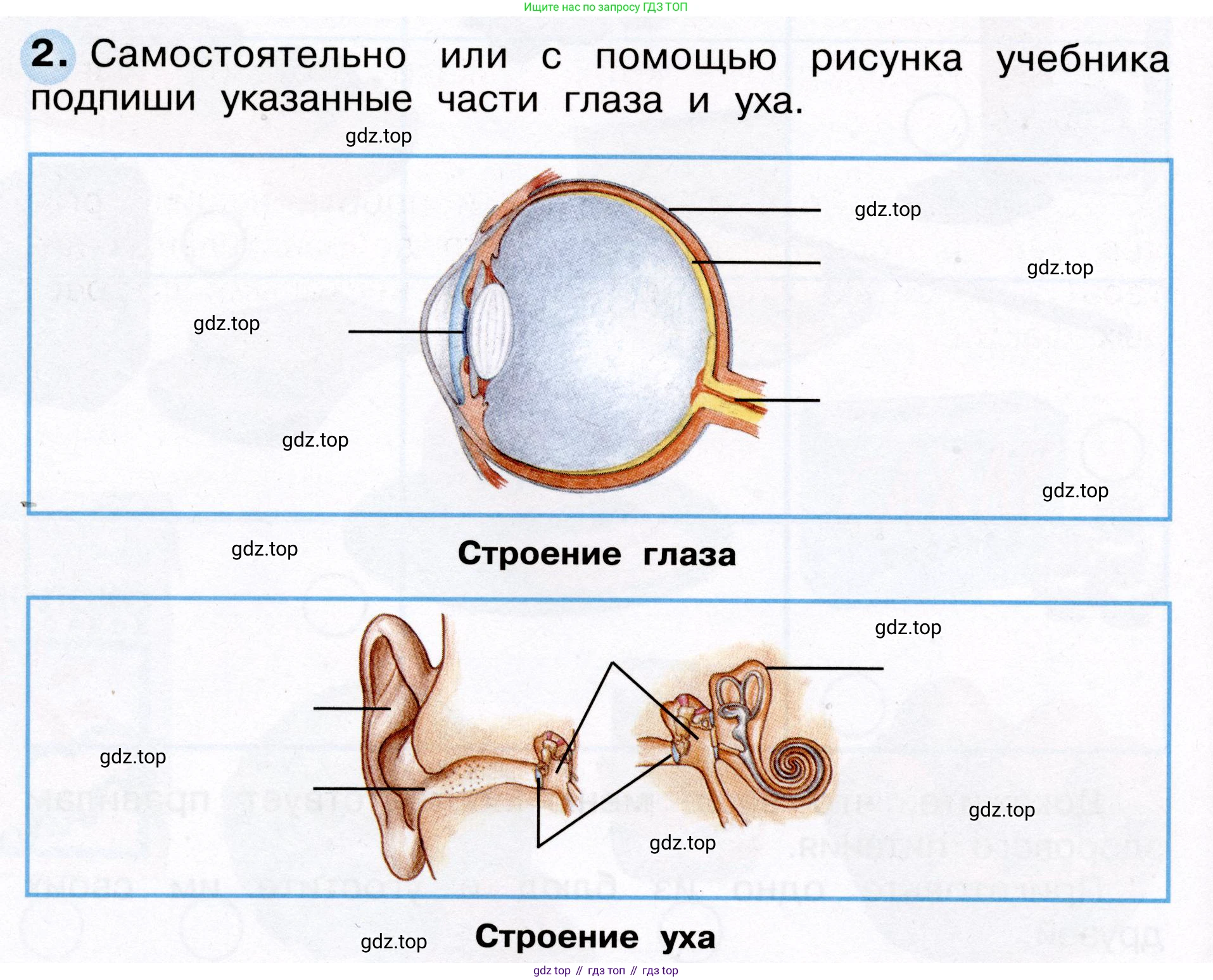 Окружающий мир, 3 класс рабочая тетрадь, авторы: Плешаков Андрей Анатольевич, Новицкая Марина Юрьевна, издательство Просвещение, Москва, 2019, белого цвета, Часть 2, страница 38, номер 2, Условие