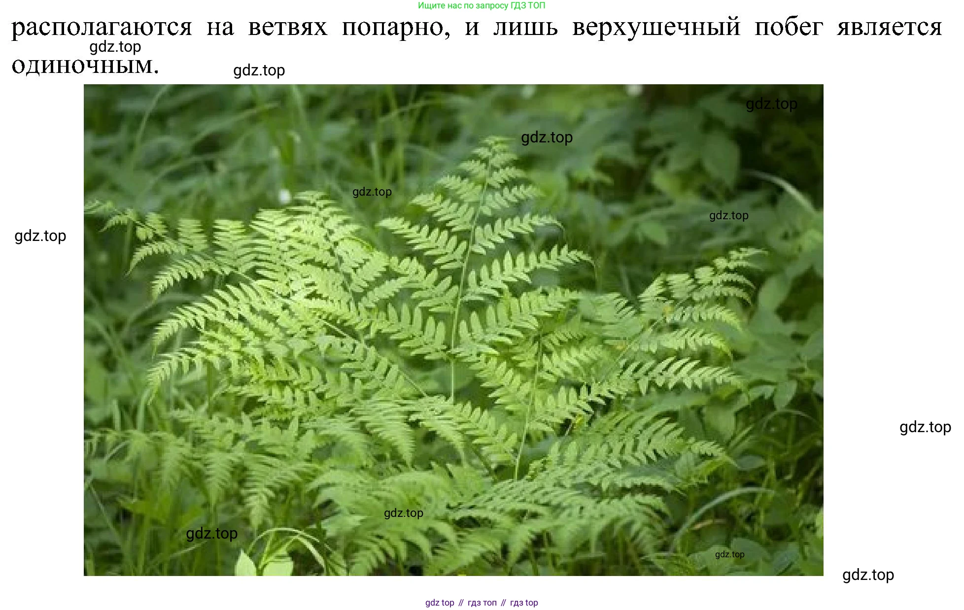Окружающий мир, 3 класс рабочая тетрадь, авторы: Плешаков Андрей Анатольевич, Новицкая Марина Юрьевна, издательство Просвещение, Москва, 2019, белого цвета, Часть 1, страница 53, номер 4, Решение (продолжение 3)